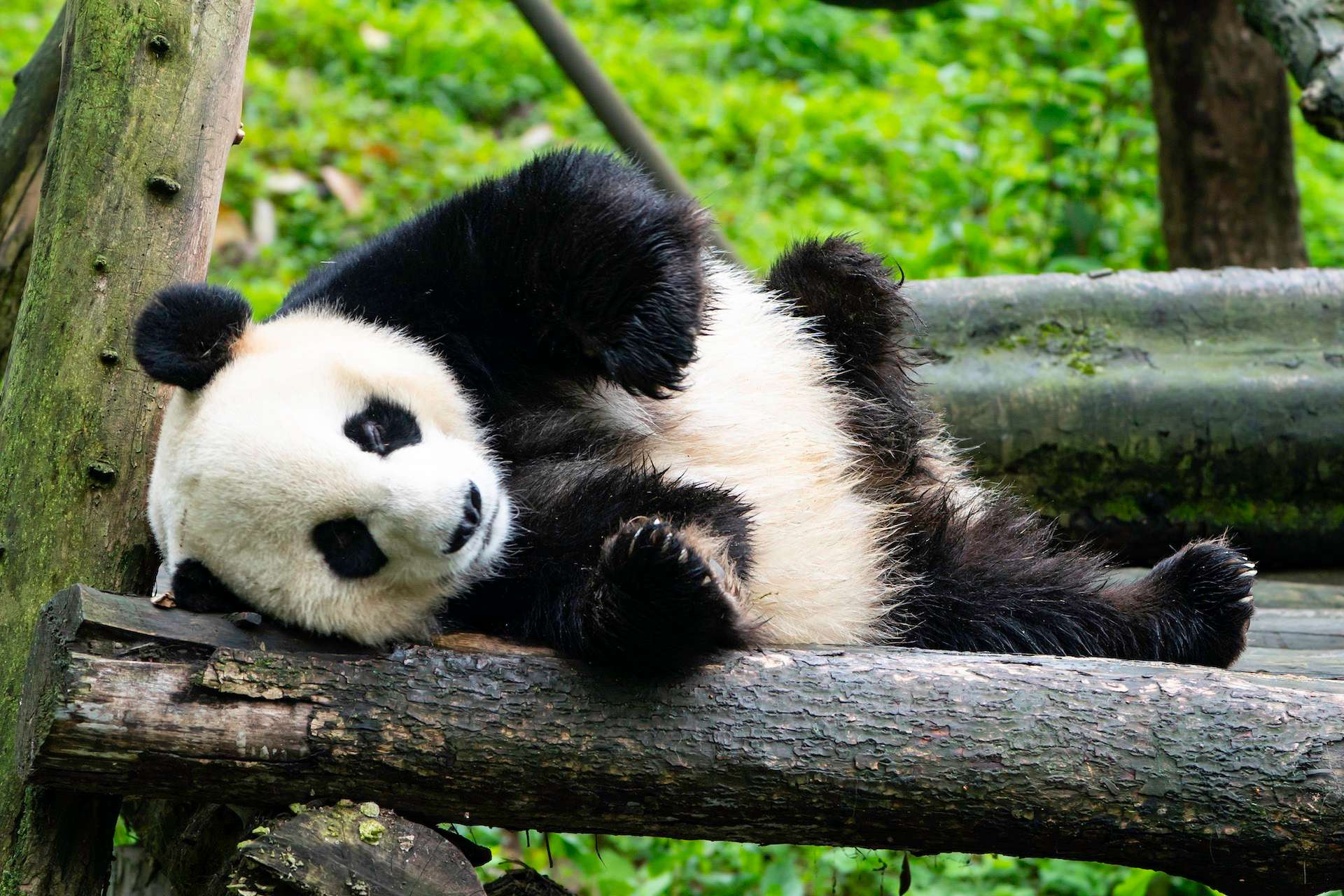 A giant panda in China rolling on tree trunks. 
