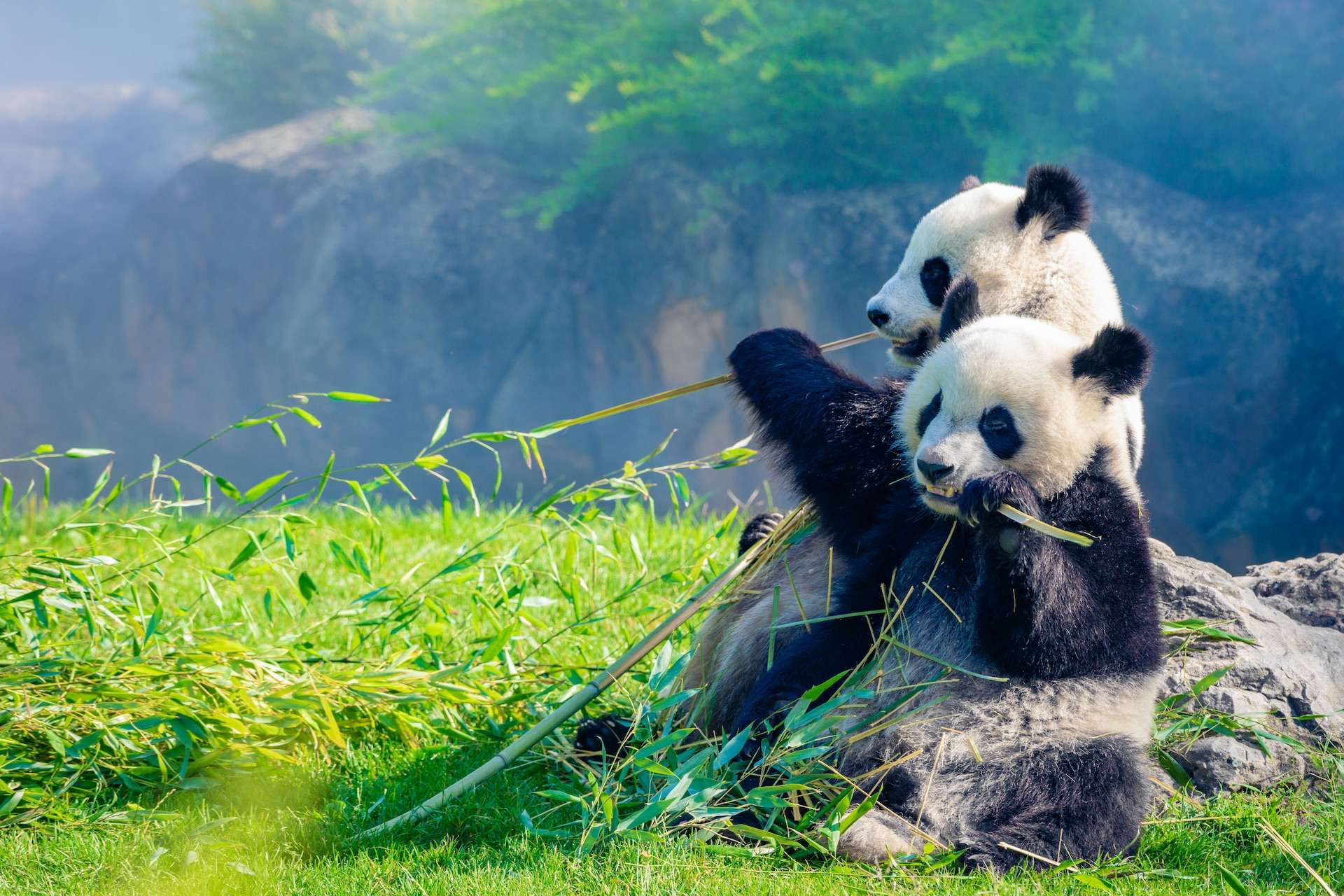 Mother Panda and her baby Panda are Snuggling and eating bamboo in the morning, in a zoo in France