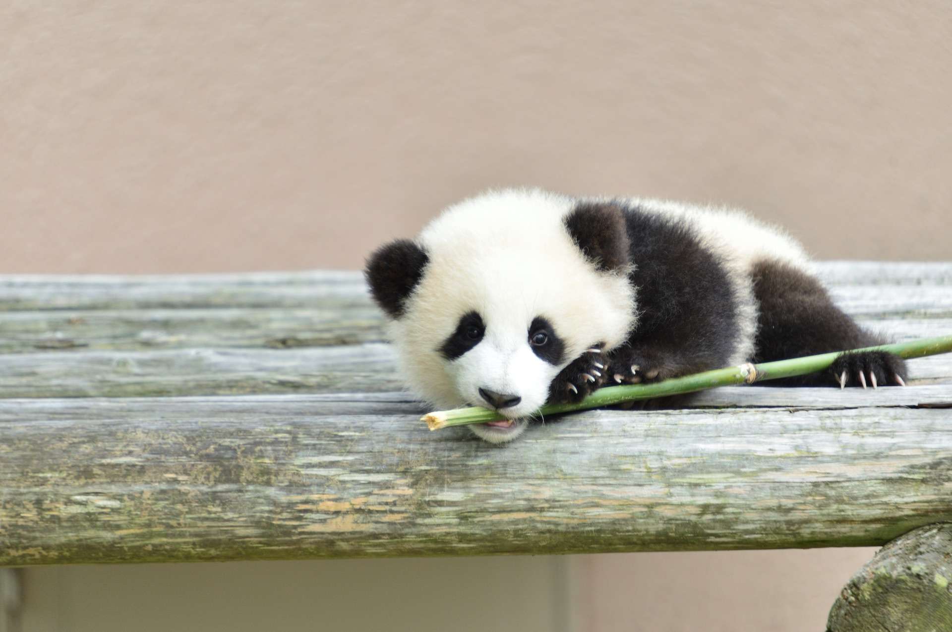 Very cute giant panda baby.