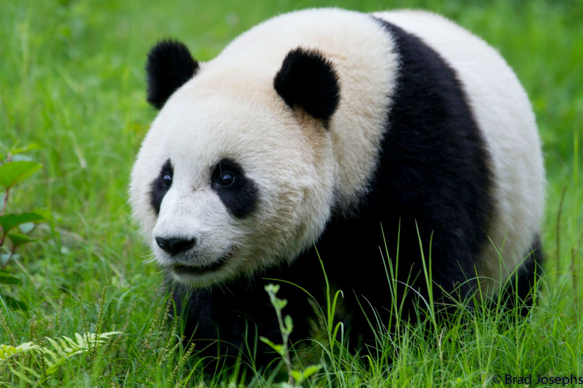 A panda in China.
