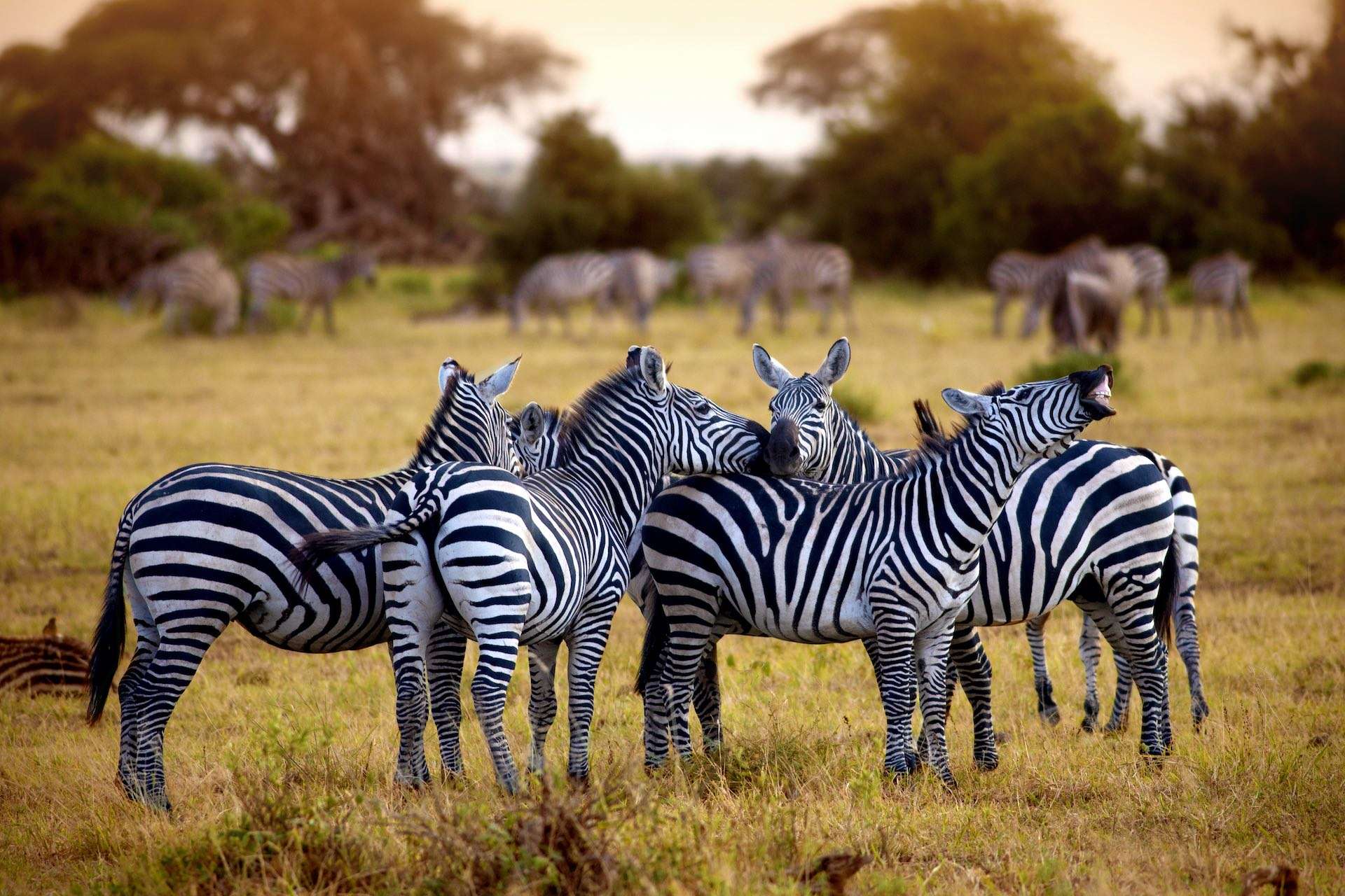 zebra's in Tanzania walking on the savannah
