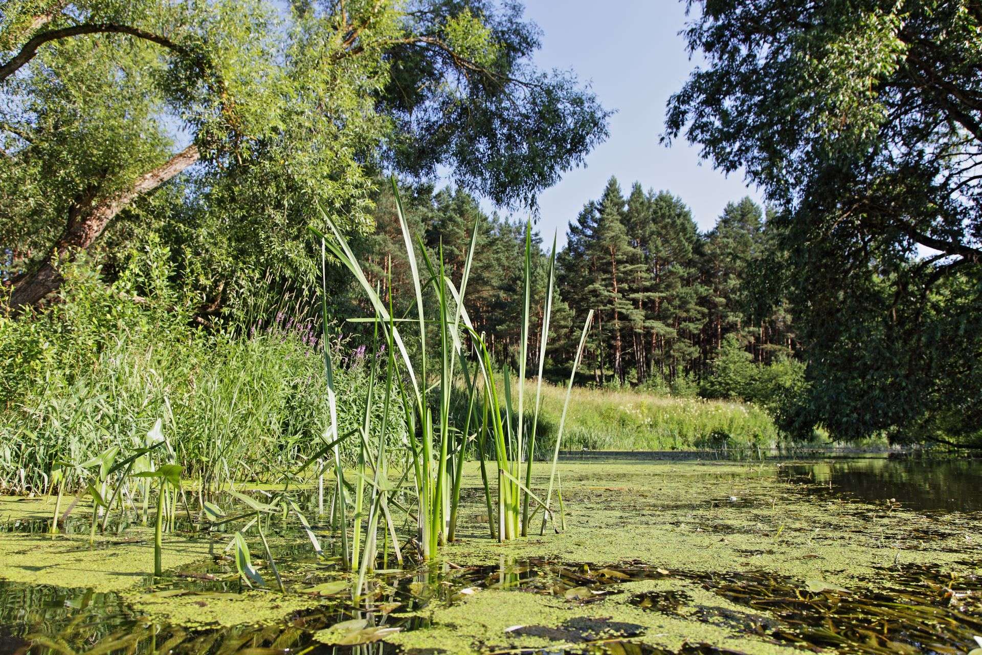 Beautiful swampy wild river water surface with reed grass on clear blue sky and green forest background