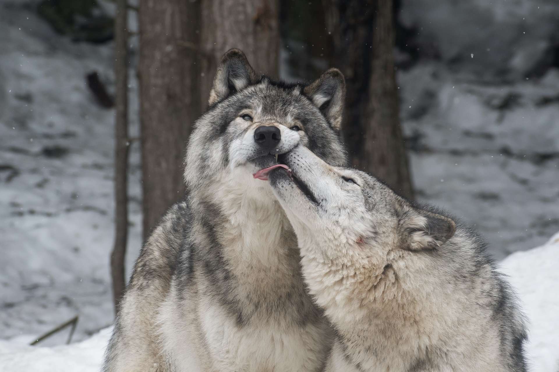 Landscape photo of two grey wolves playing in a snowy forest. One of them is licking the other one's face. Shot in Montebello, Quebec, Canada.