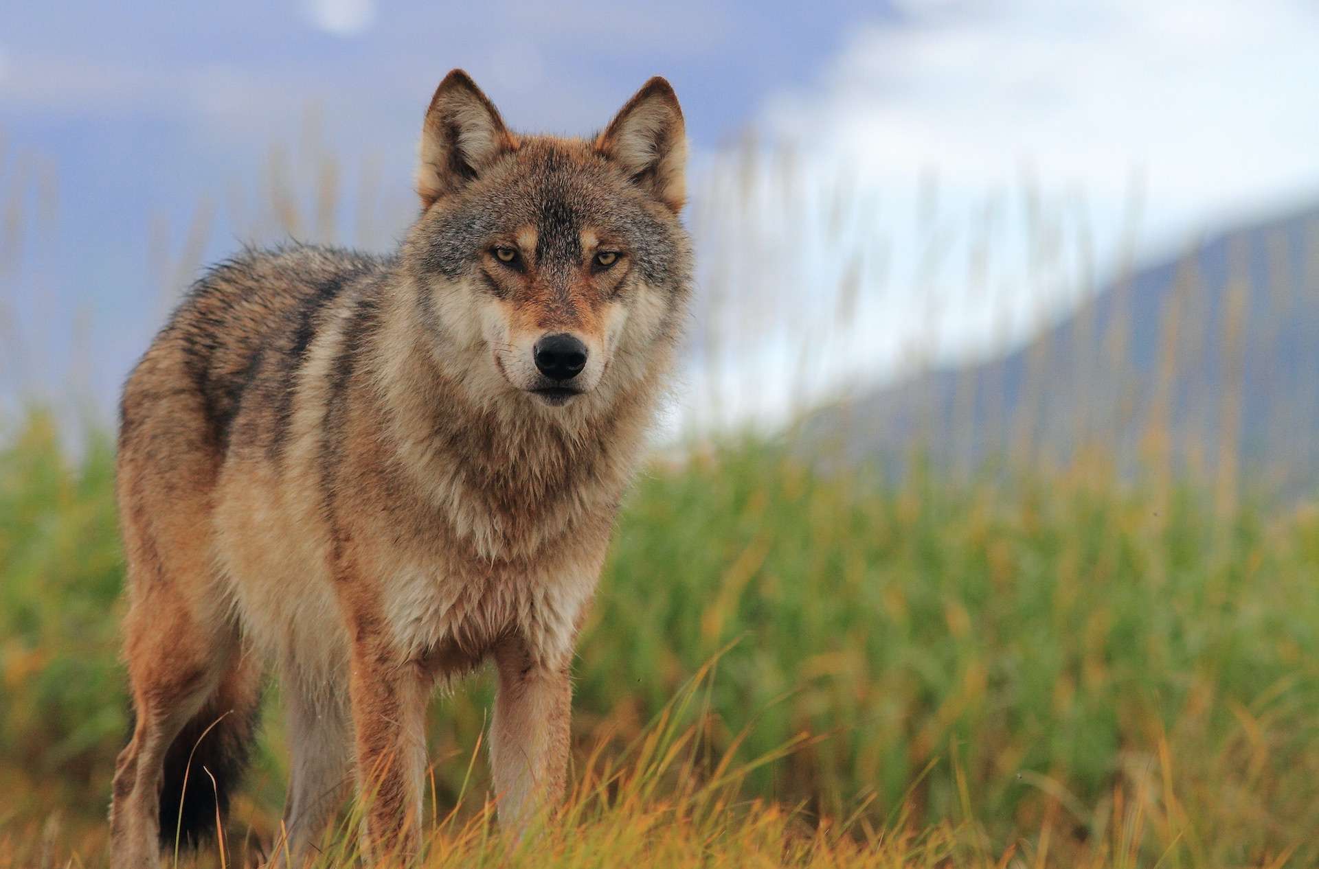 A wolf standing in grass in Alaska. 