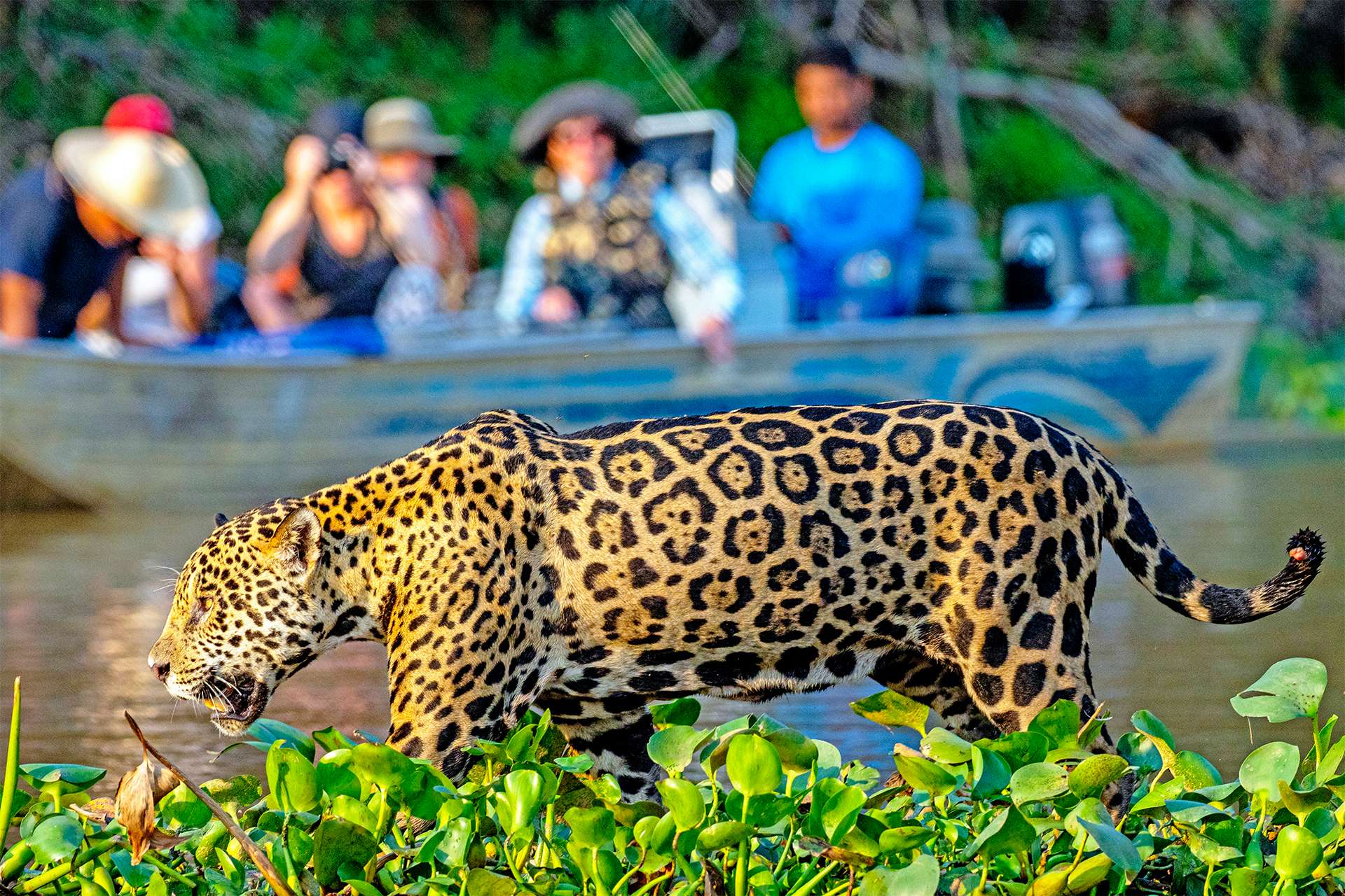 Travelers observe jaguar in Brazilian Pantanal