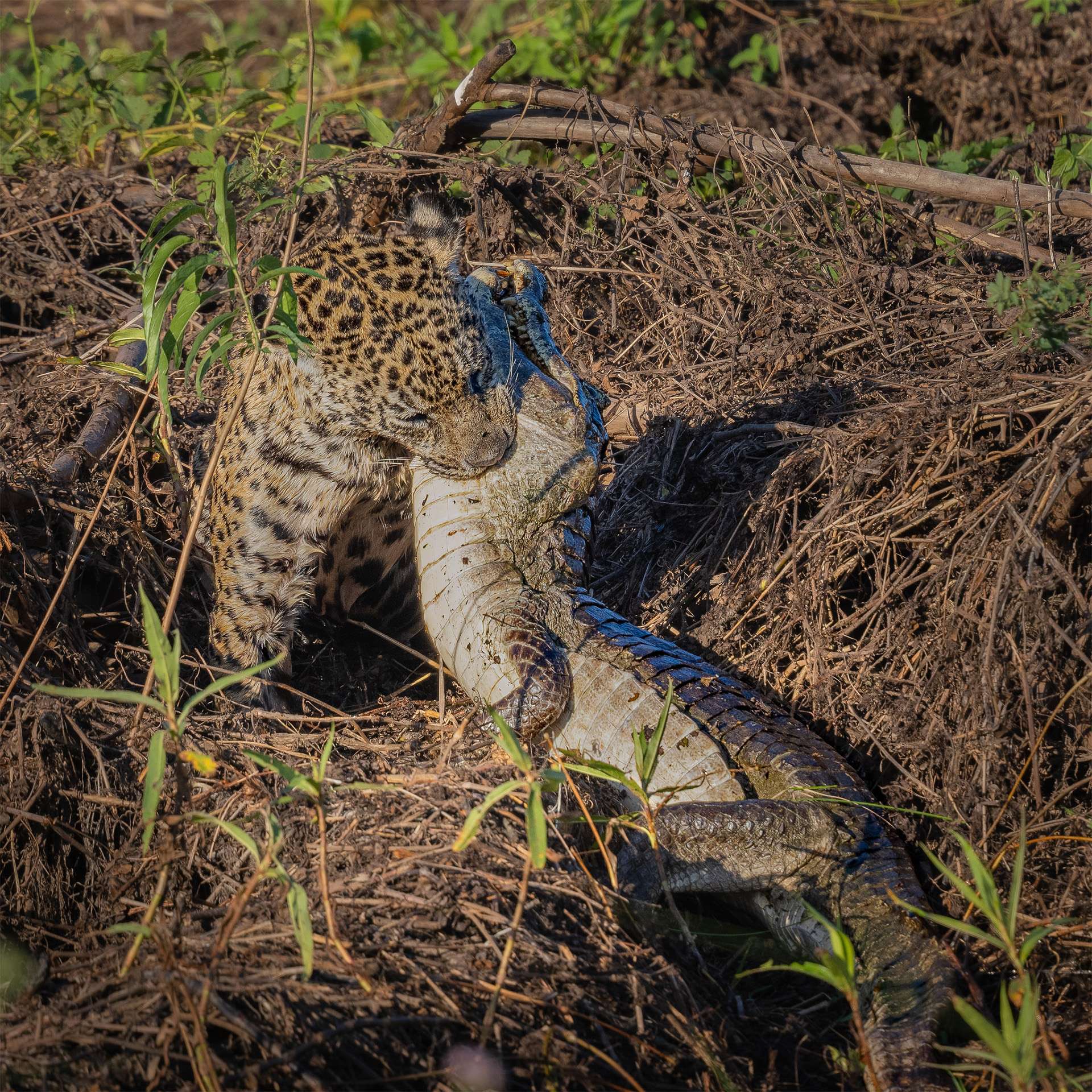Jaguar Successful Hunt for a Caimnan Northern Pantanal on a tributary of the Cuiaba River