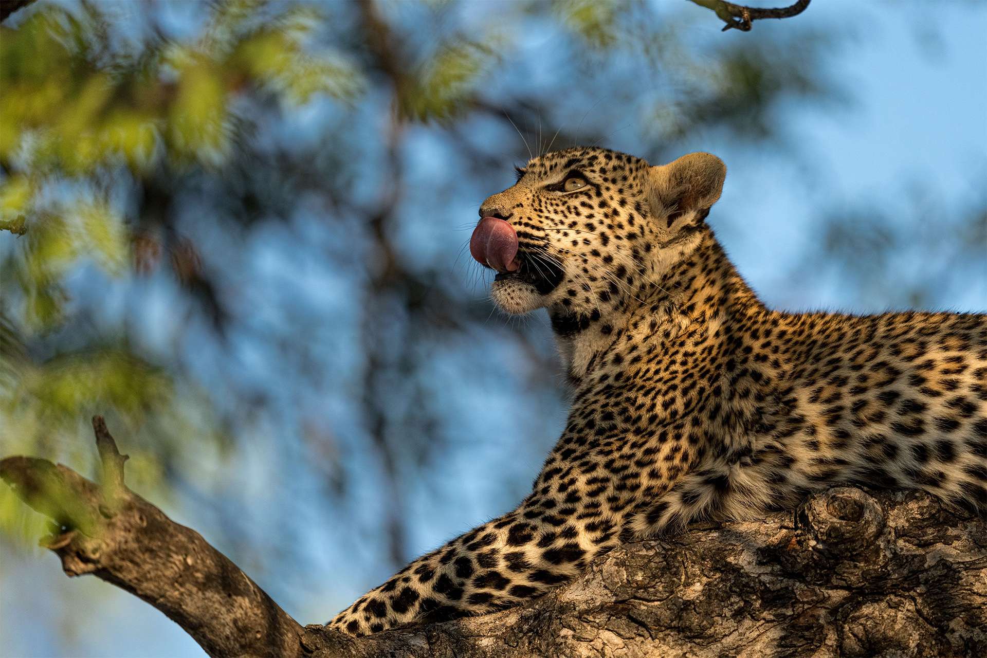 Leopardo en Sudáfrica descansando en un árbol lamiendo los labios y bostezando