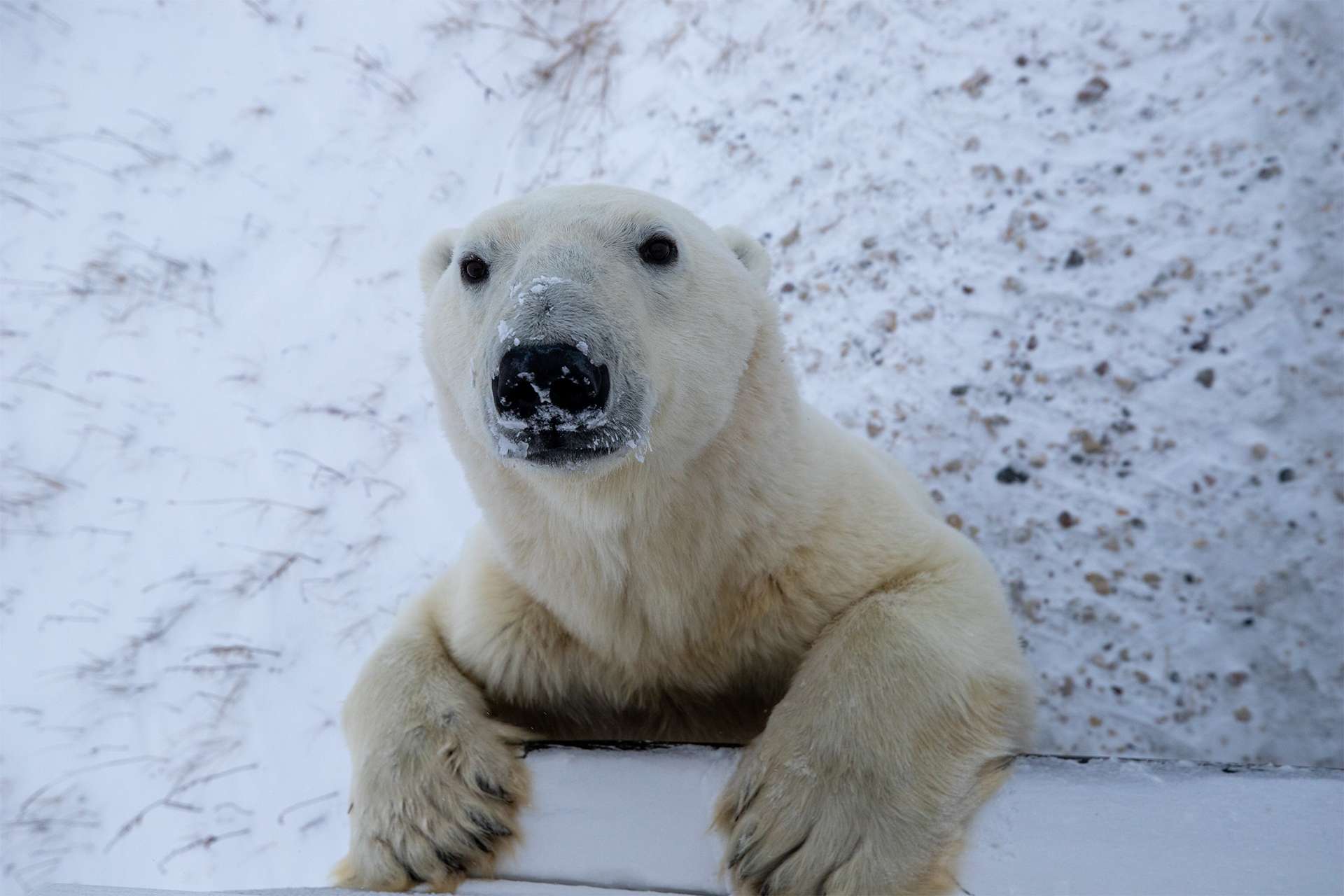 Un curioso oso polar visita a los invitados a bordo del Churchill Polar Rover