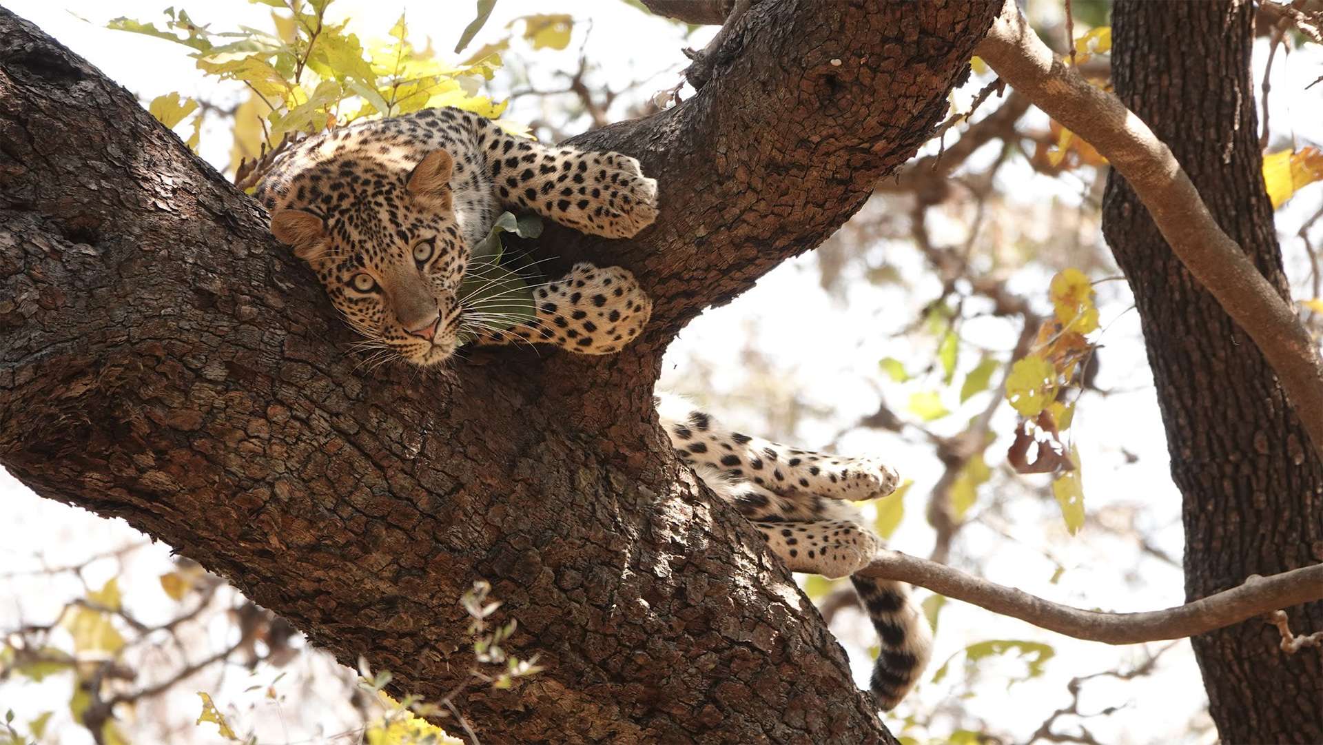 Leopardo buscando terreno elevado en un árbol en India