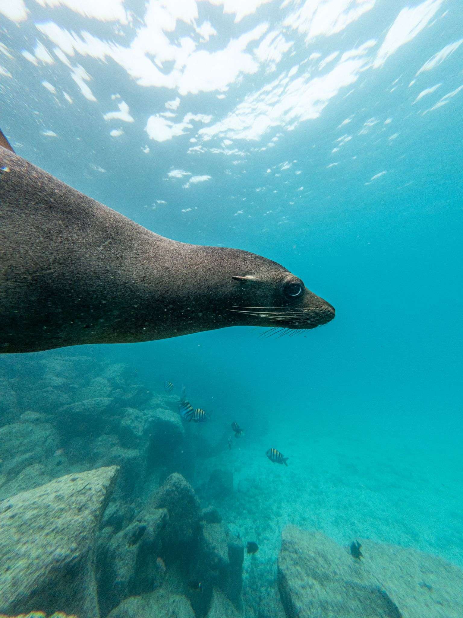 Eared seal, Galapagos sea lion