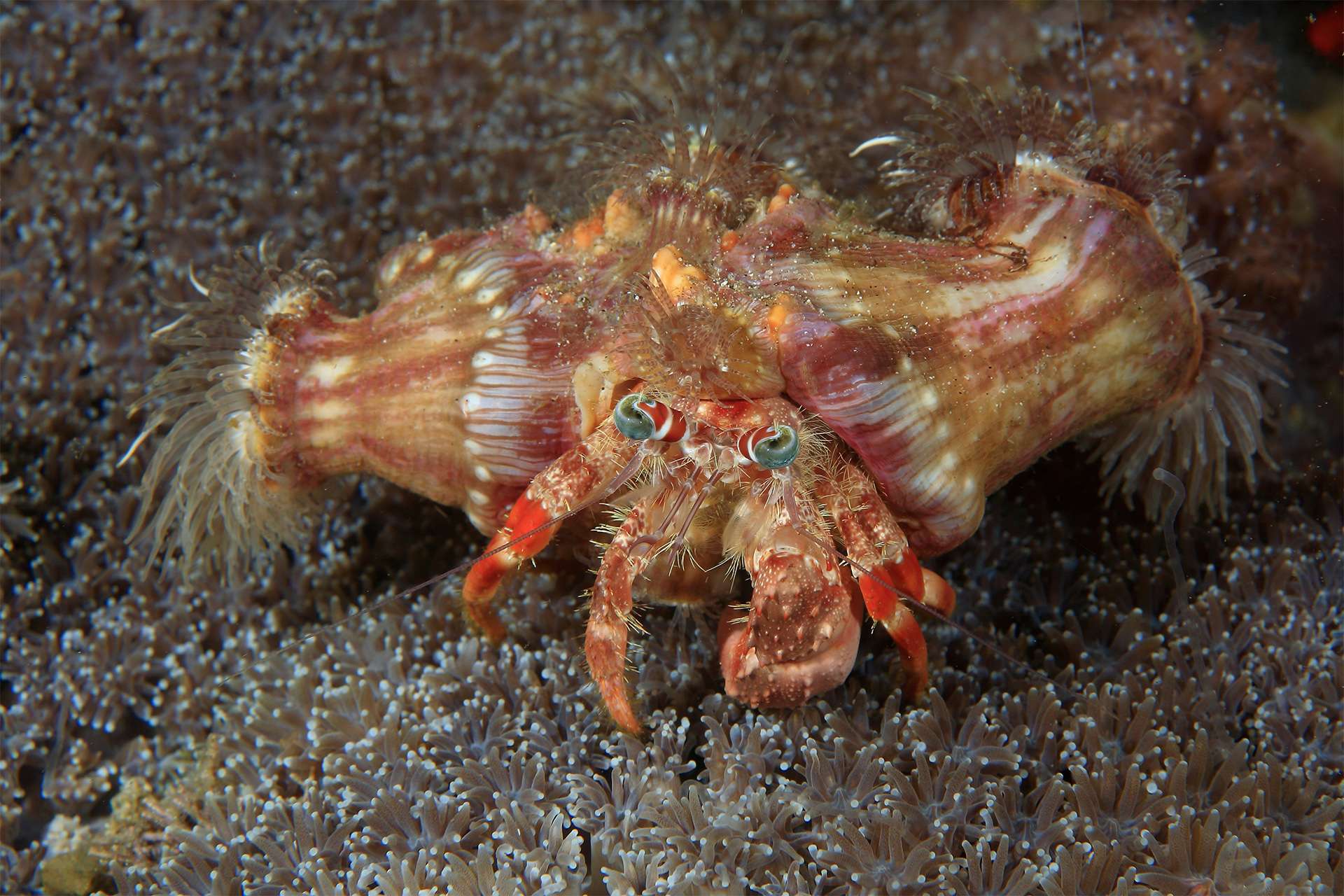 Hermit Crab with anemone on its shell, mutualism, symbiosis