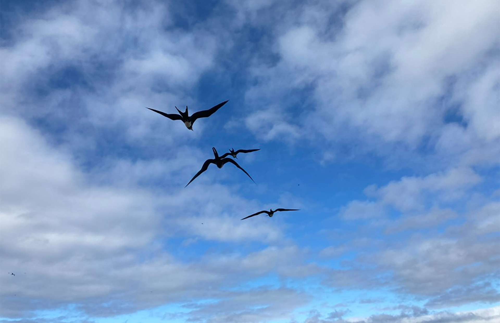 Flock of Frigate birds flying through clouds and bright blue skies in Galápagos Islands 