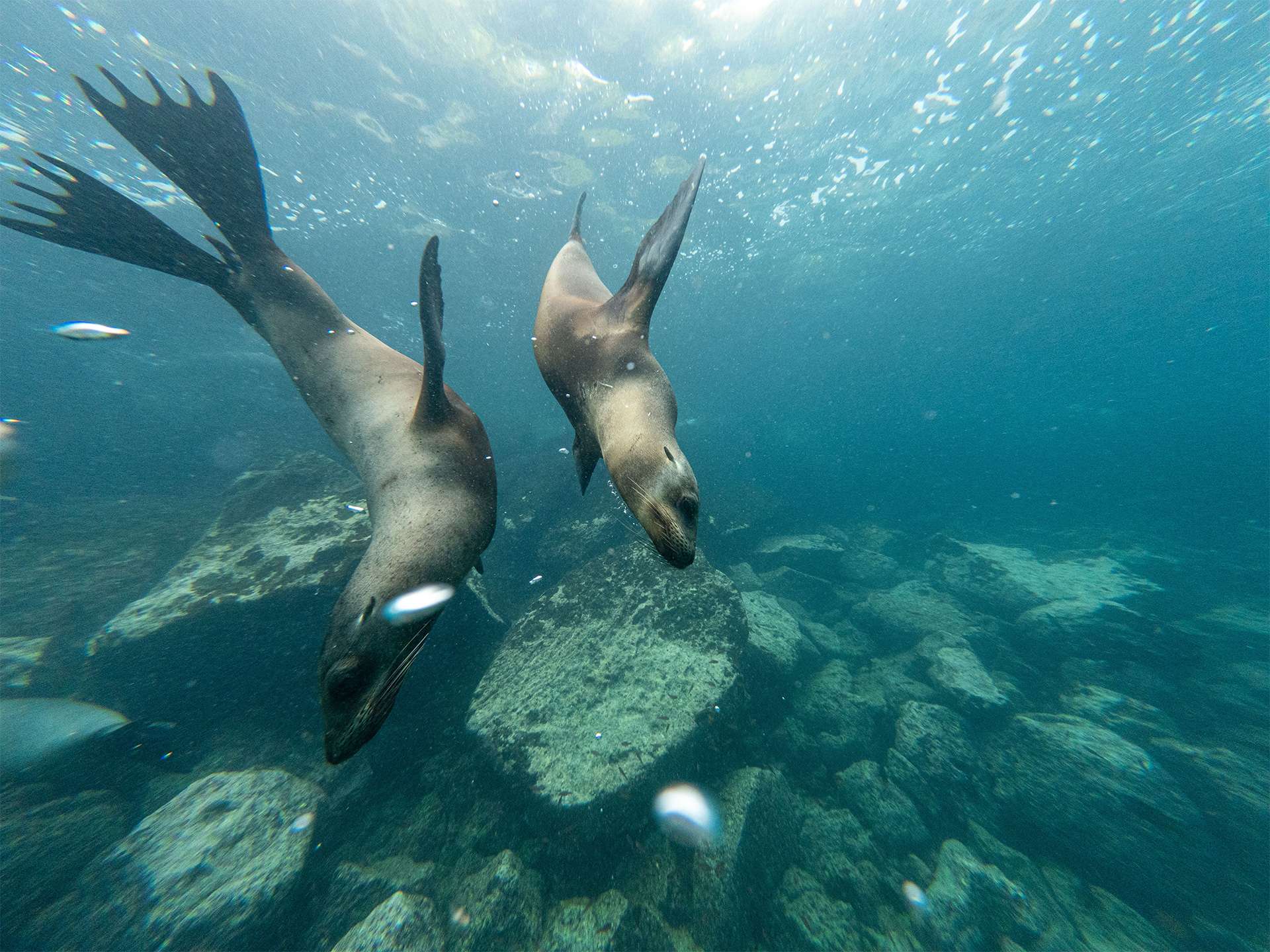 A pair of Galápagos sea lions Diving and swimming playfully