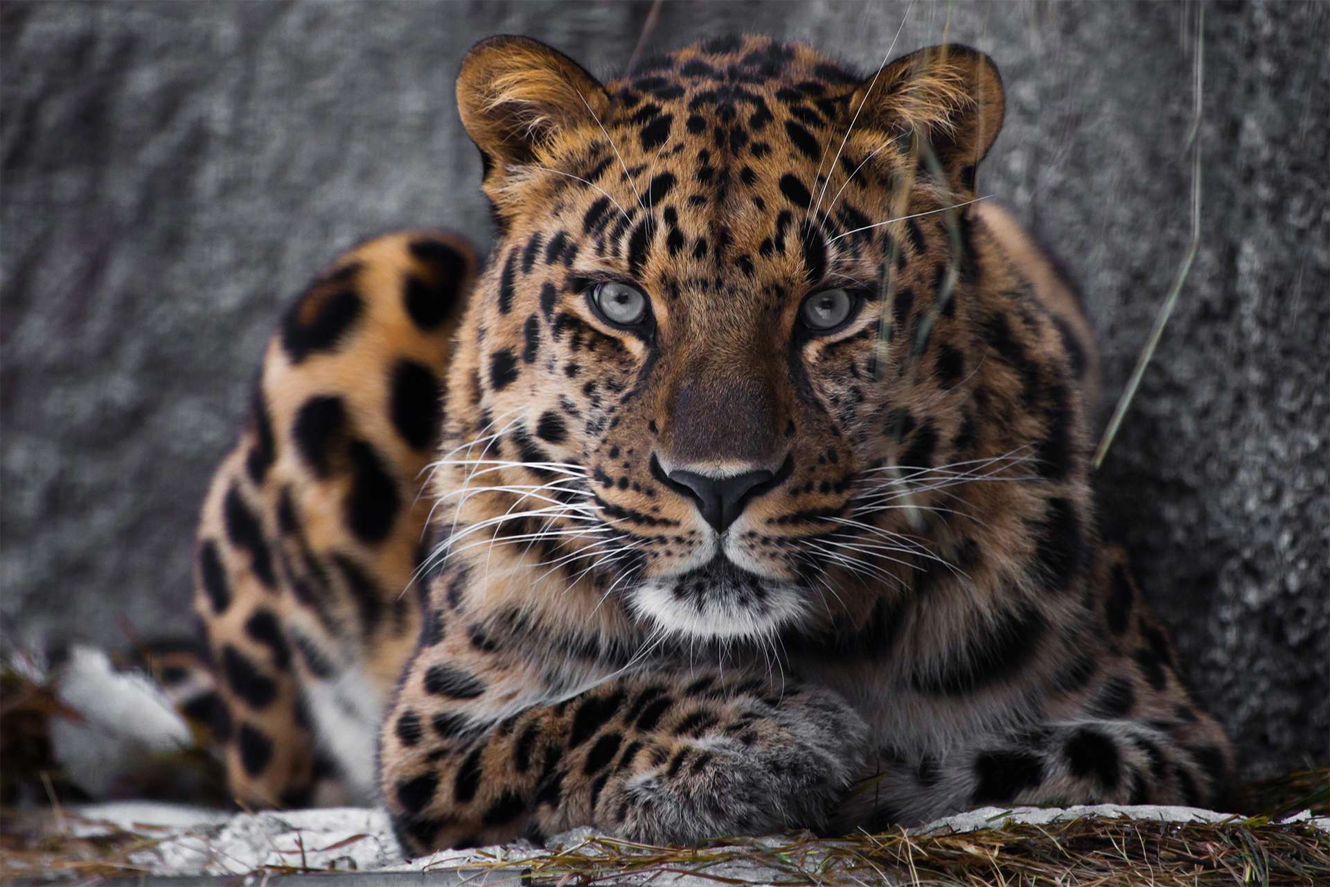 Leopardo de Amur, leopardo ruso, china, invierno, pelaje manchado, mirada intensa, ojos verdes