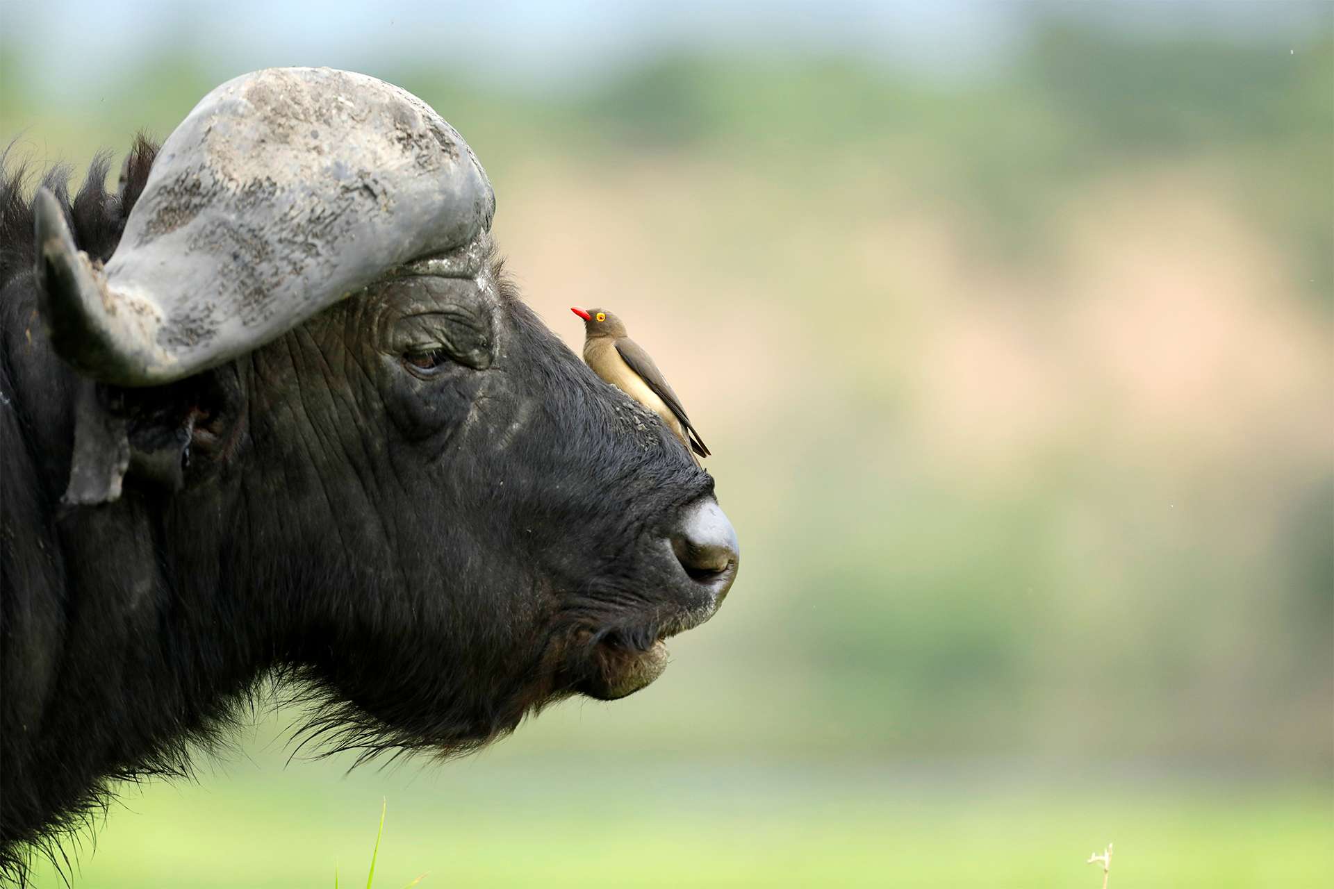 Red billed oxpecker on a cape buffalo in Africa