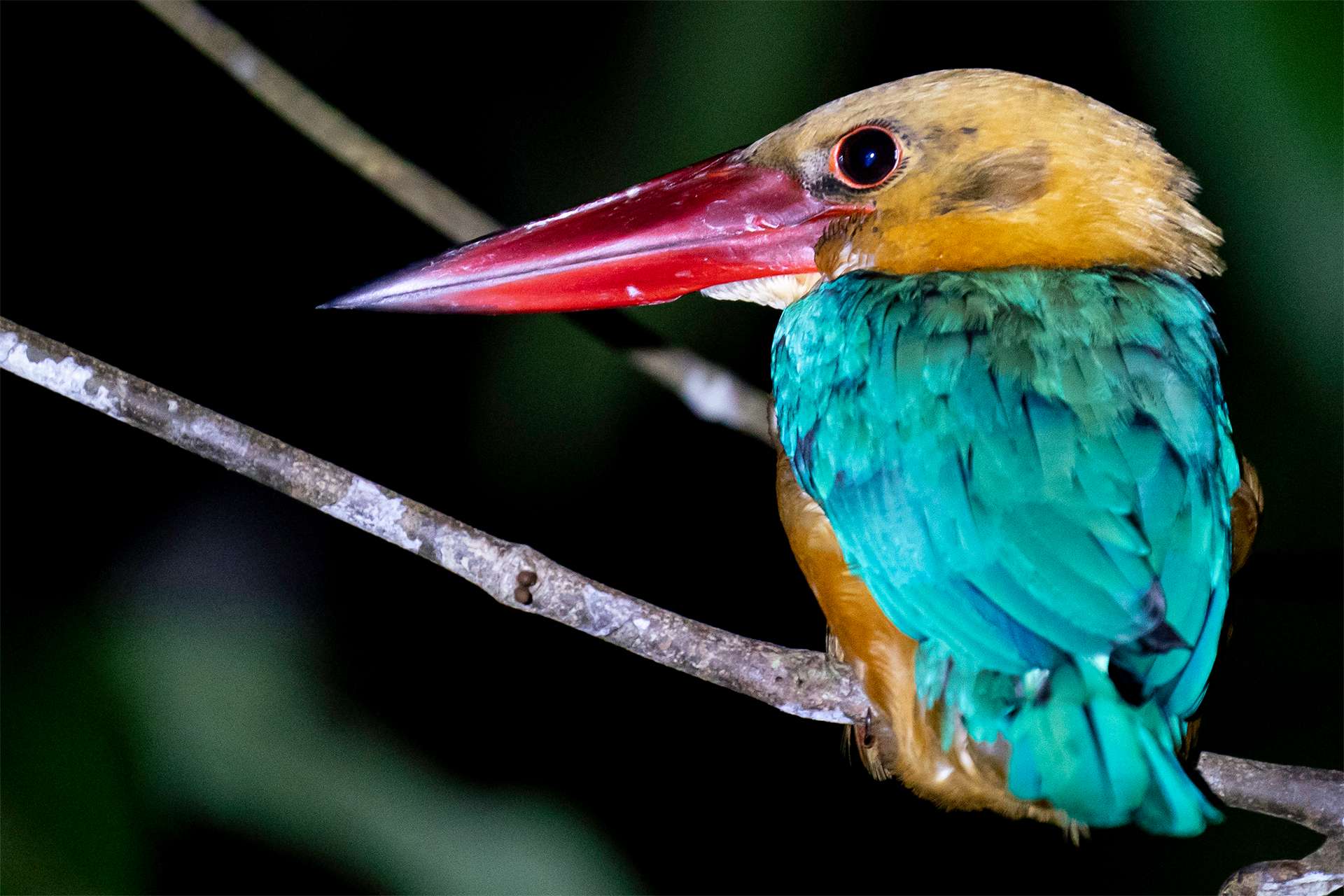Storkbilled kingfisher bright colorful plumage nocturnal perching in Borneo 