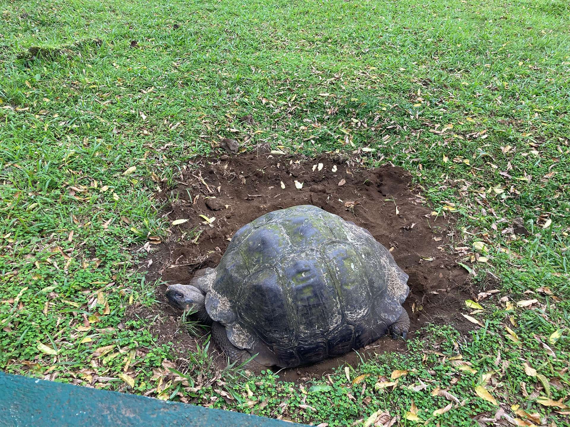 Tortoise in burrow it dug tortoise camp in the Galapagos