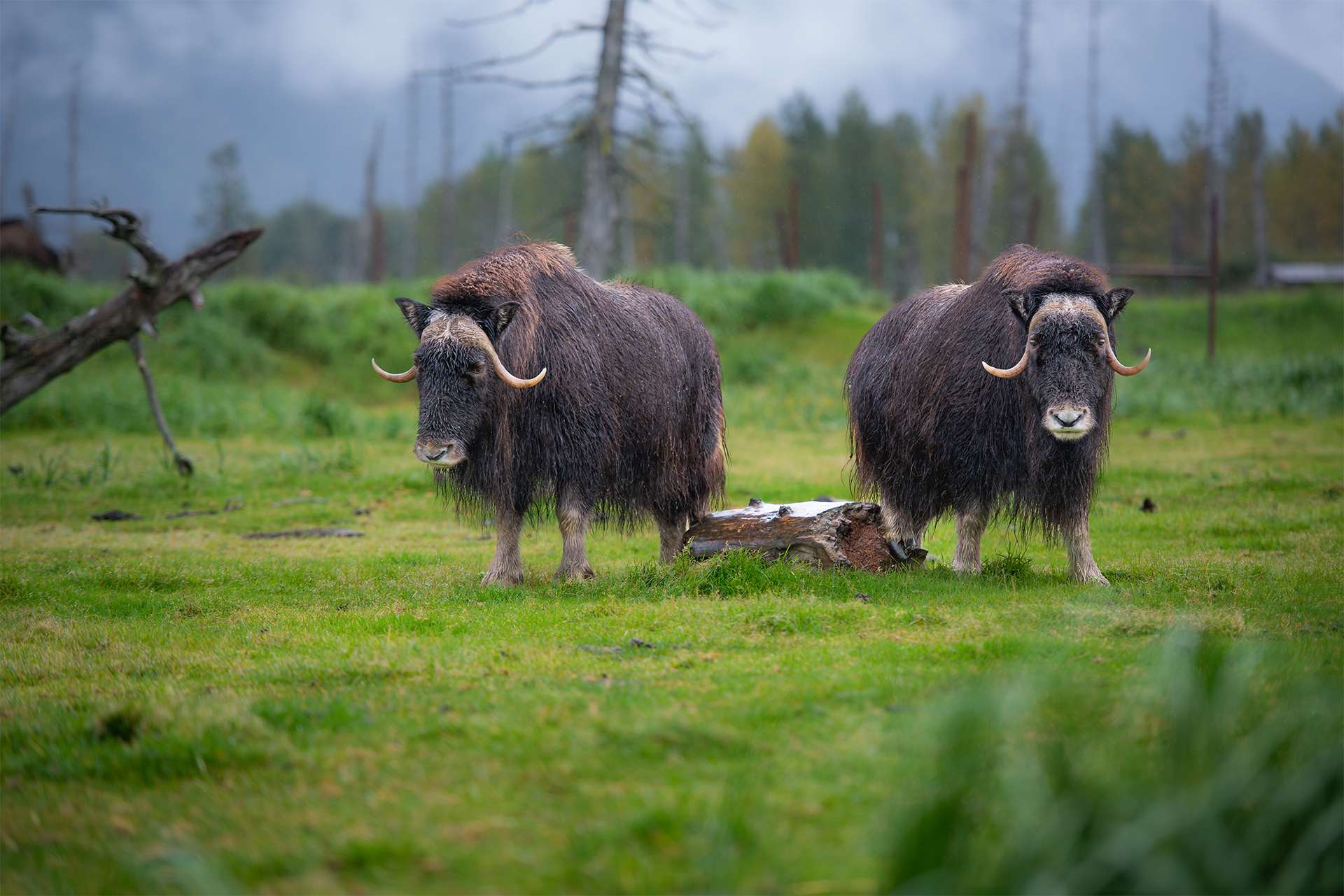 Two Muskoxen standing in a green field in Alaska, USA.