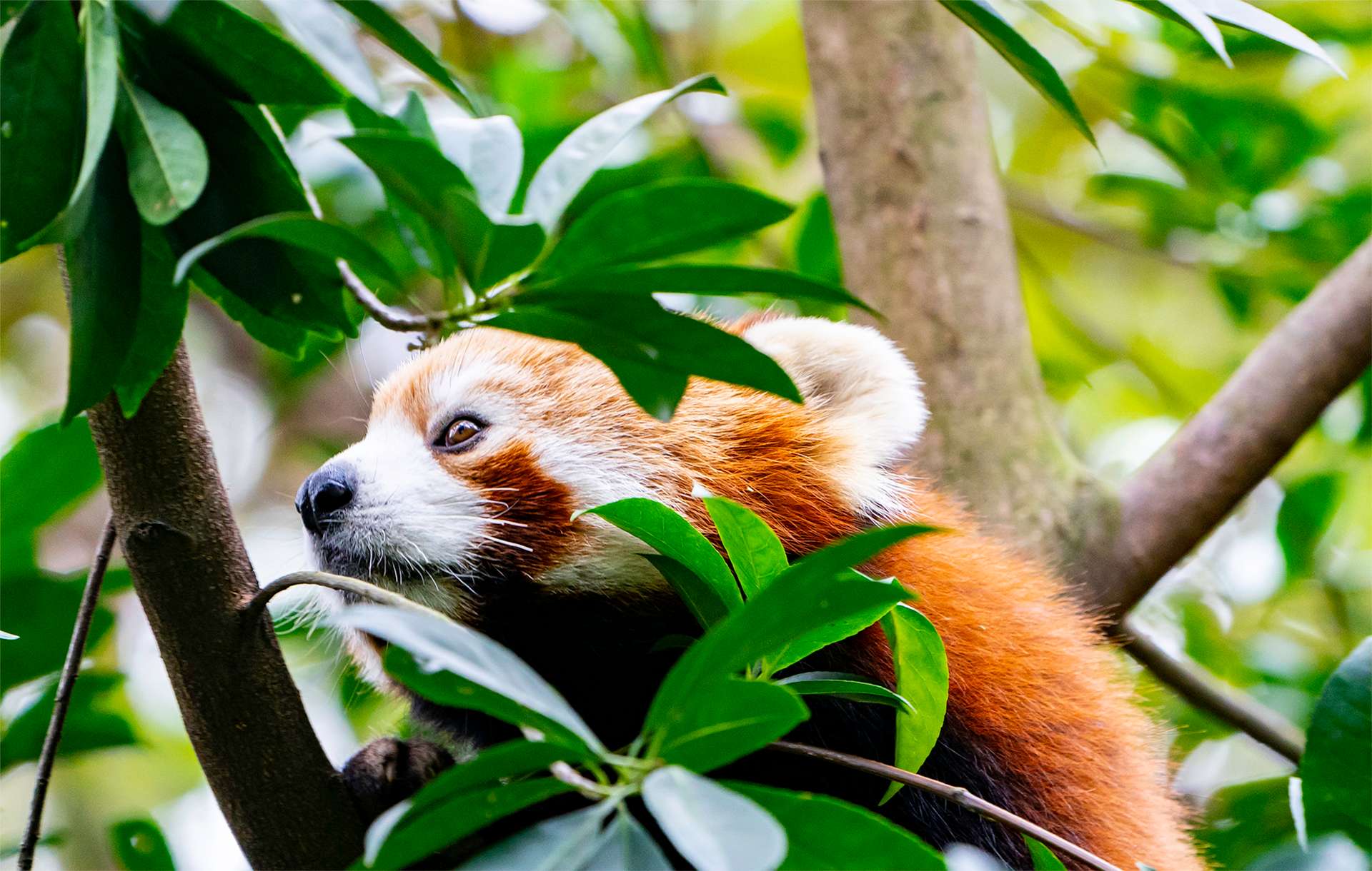 Cute red panda high in a tree branch tree canopy in the forest of China