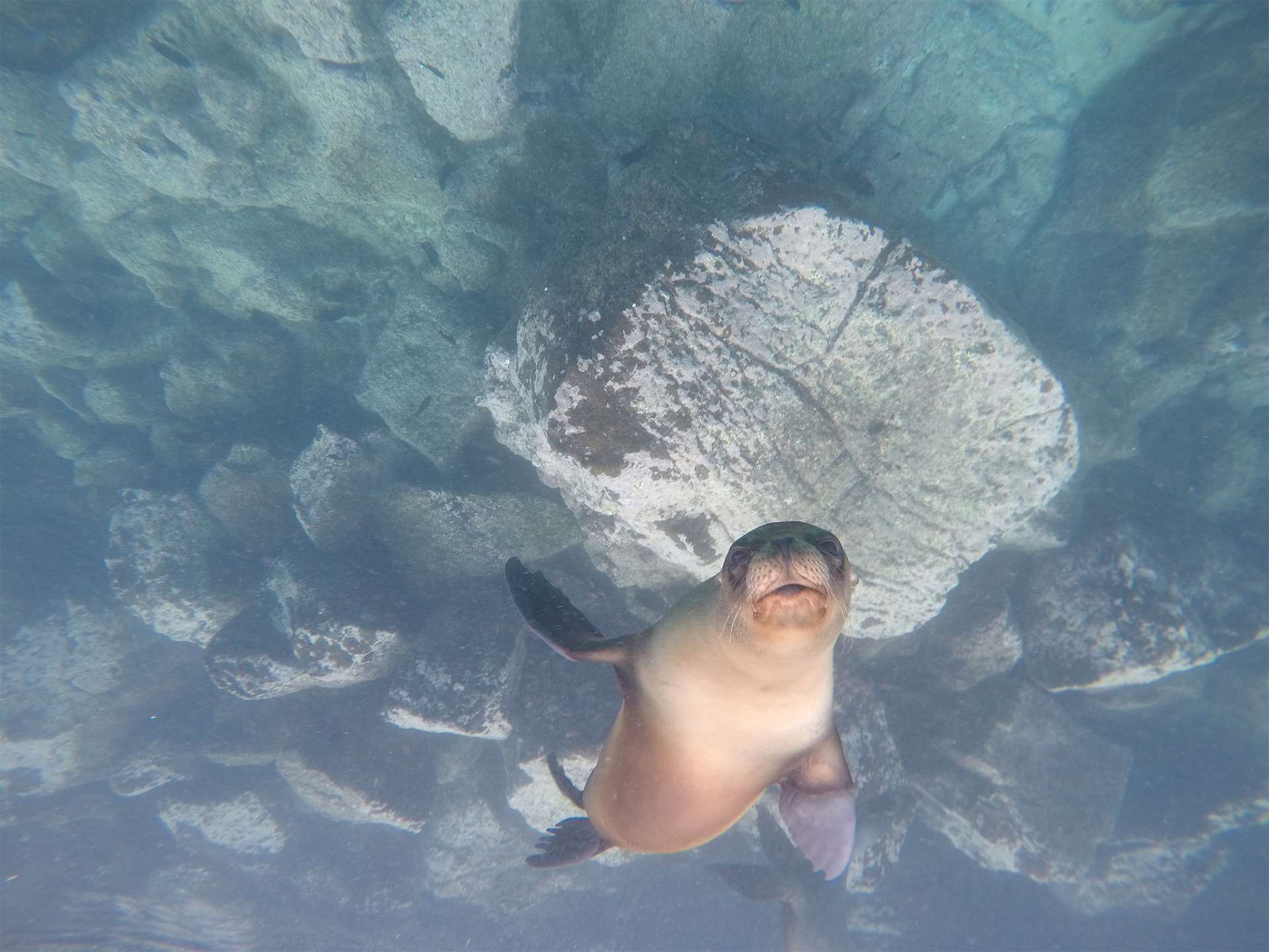 Playful sea lion twirling and swimming in the Galapagos waters