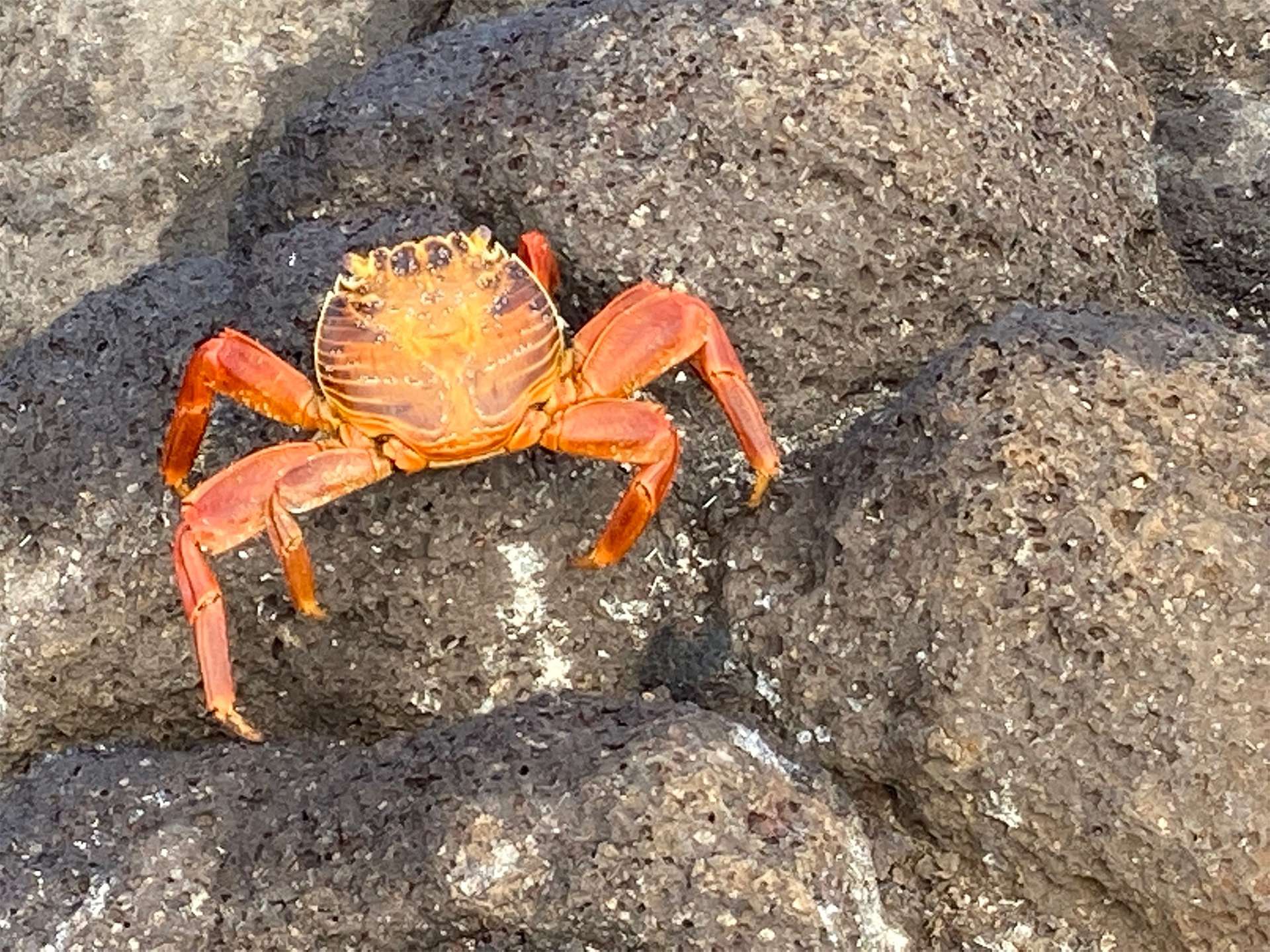 Sally Lightfoot crab Galápagos Islands 