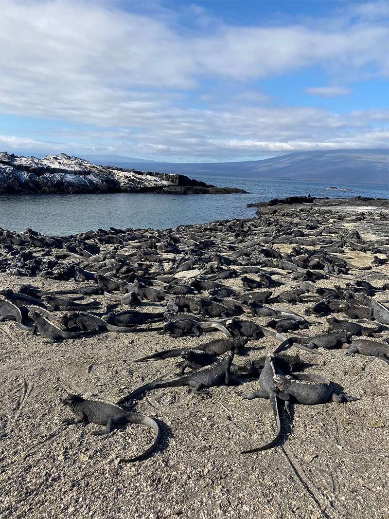 A large number of marine iguanas bask in the sun in the Galápagos Islands 