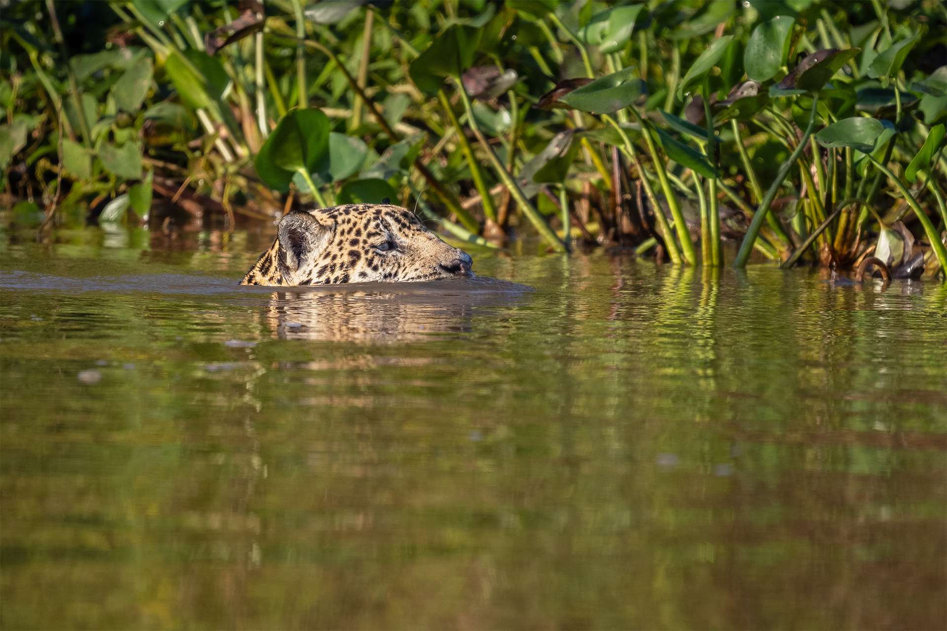 Northern Pantanal on a tributary of the Cuiba River