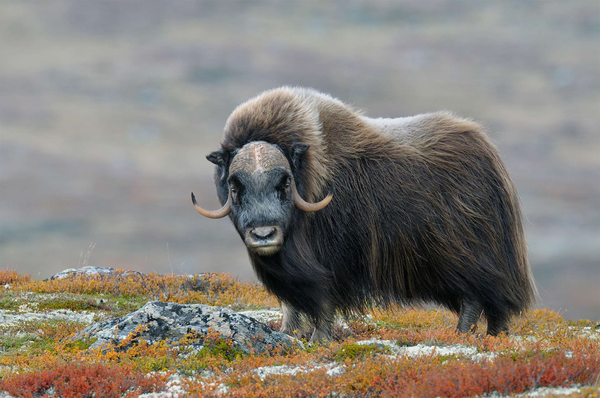 Muskox Ovibos moschatus Bull Dovrefjell National Park Norway Europe TeamJiX