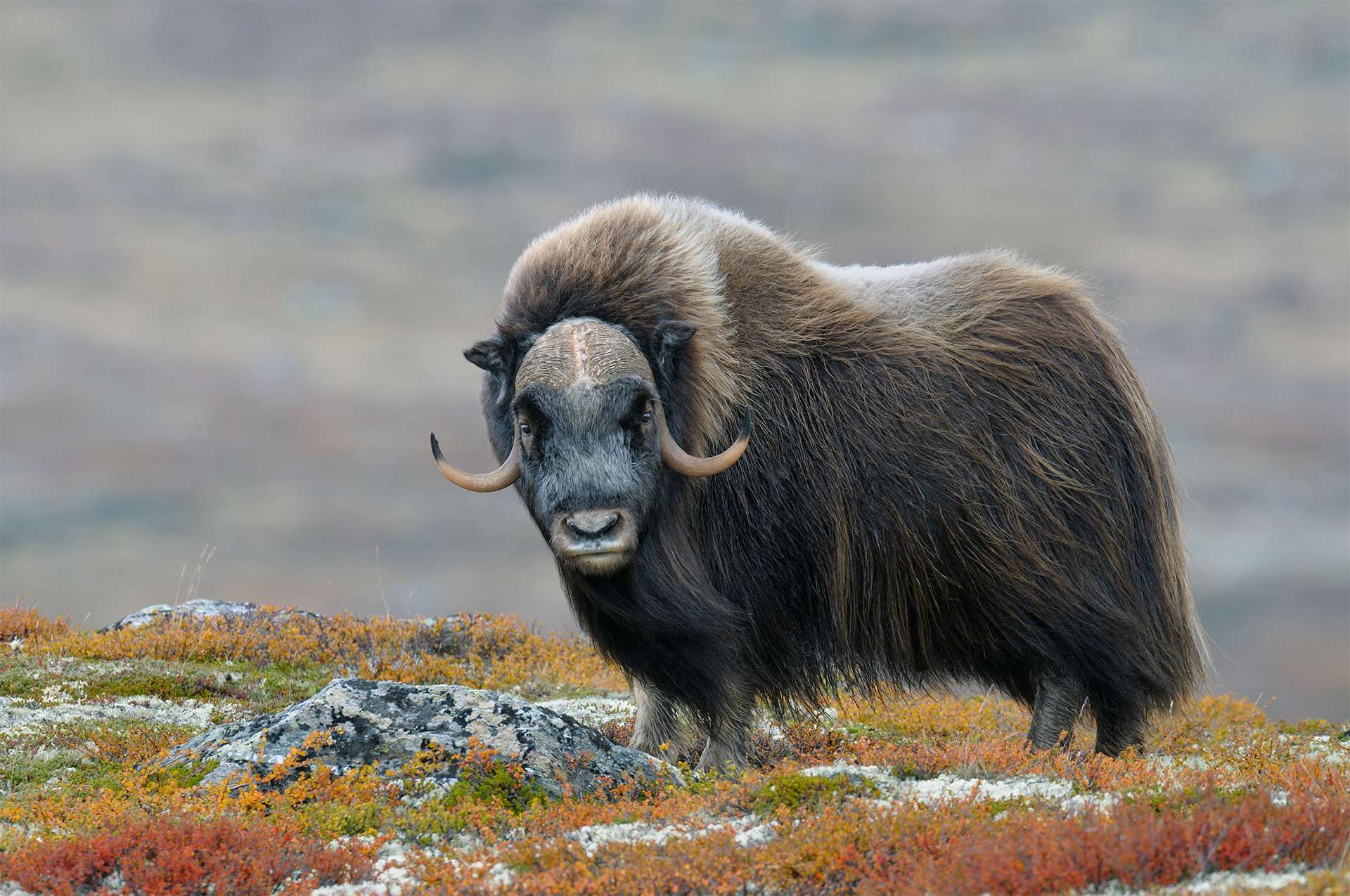 Muskox (Ovibos moschatus), Bull, Dovrefjell National Park, Norway, Europe