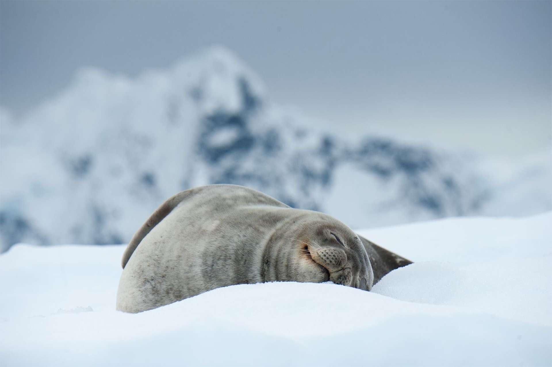 weddell seal Sleeping seal peaceful in snow and ice Antarctica 