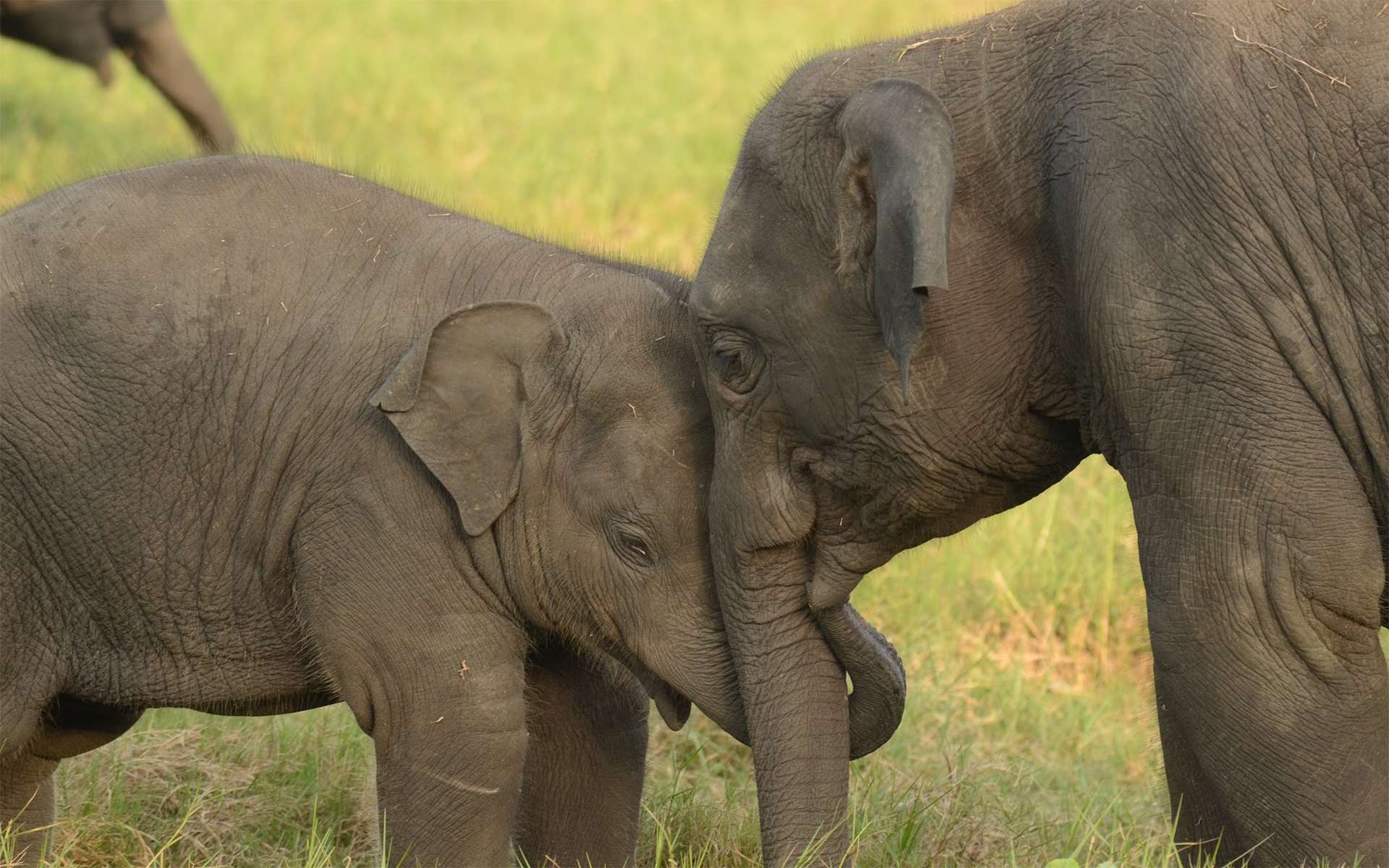Baby elephant and mother elephant touching trunks and hugging