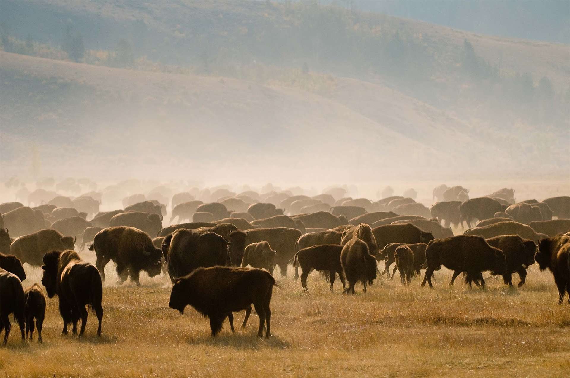 Herd of North American bison Yellowstone Great Plains golden hour