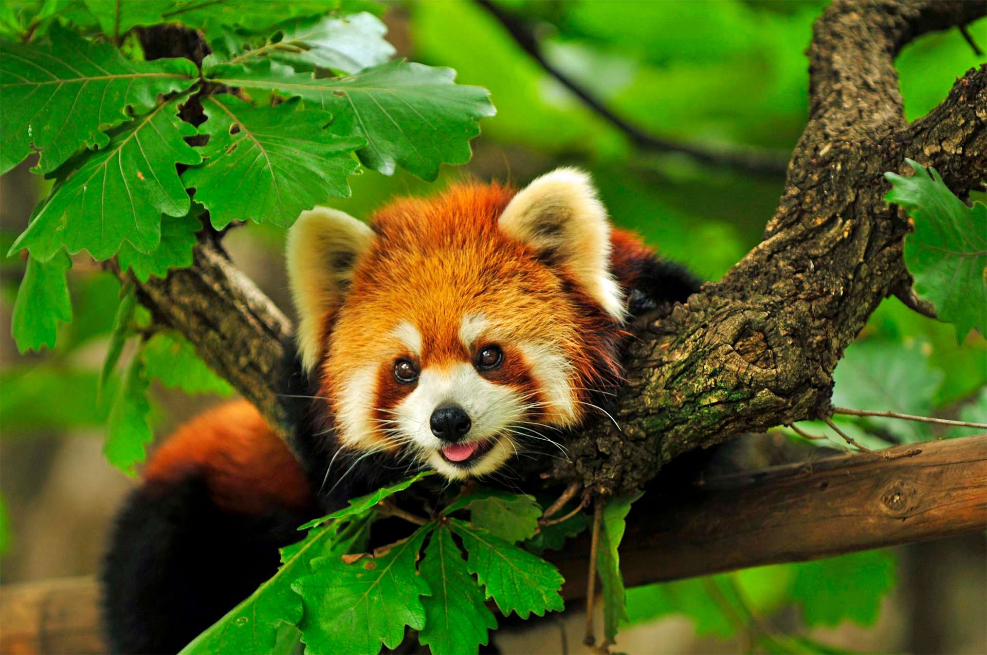 Red panda climbs a tree Silly face with tongue sticking out