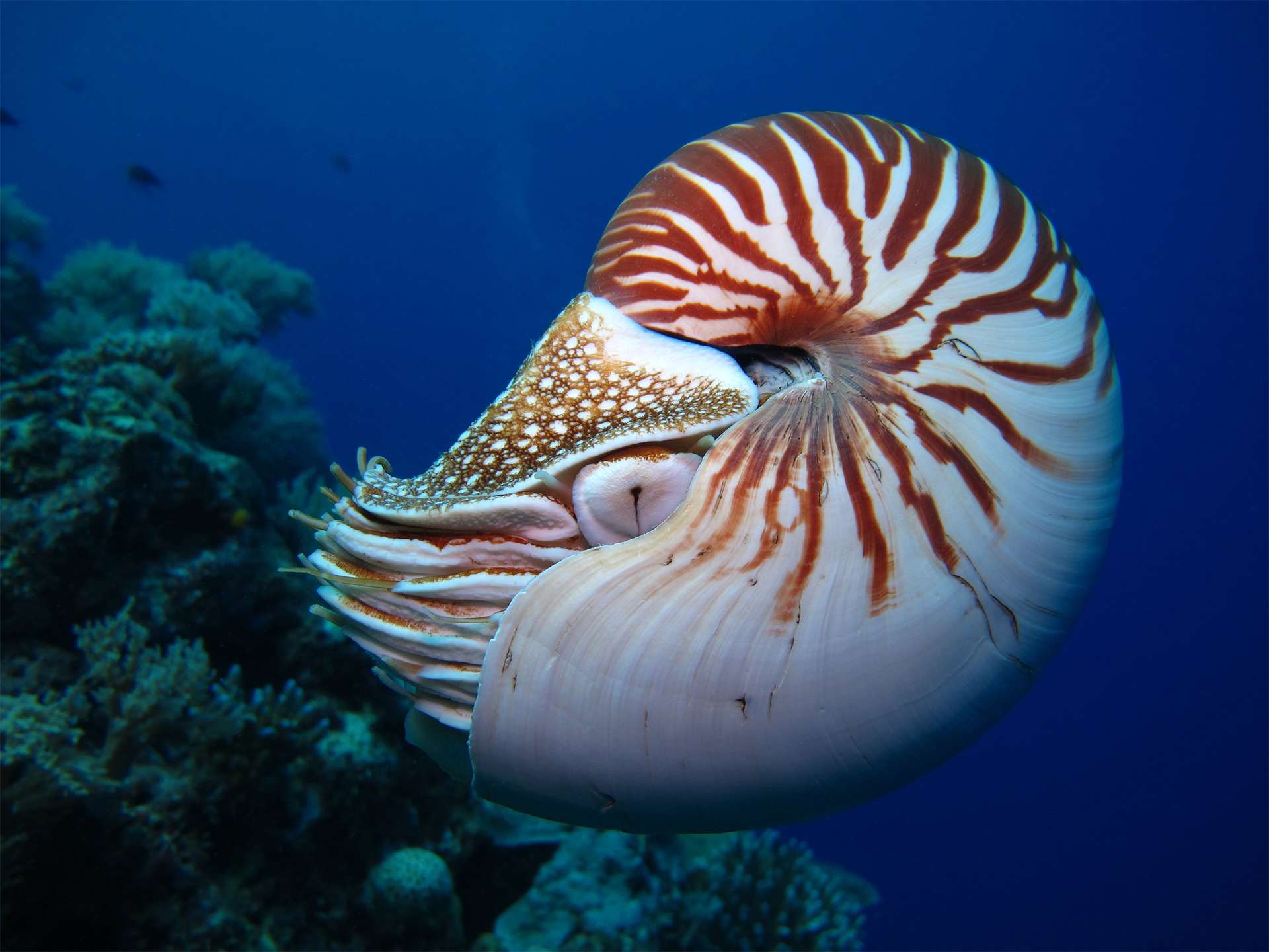 Incredible underwater world - Nautilus, Palau.