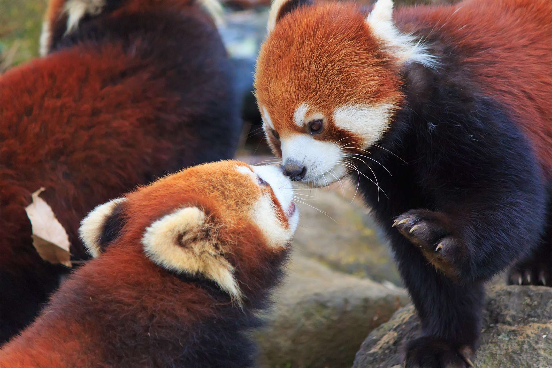Two red pandas in captivity kissing noses and playing