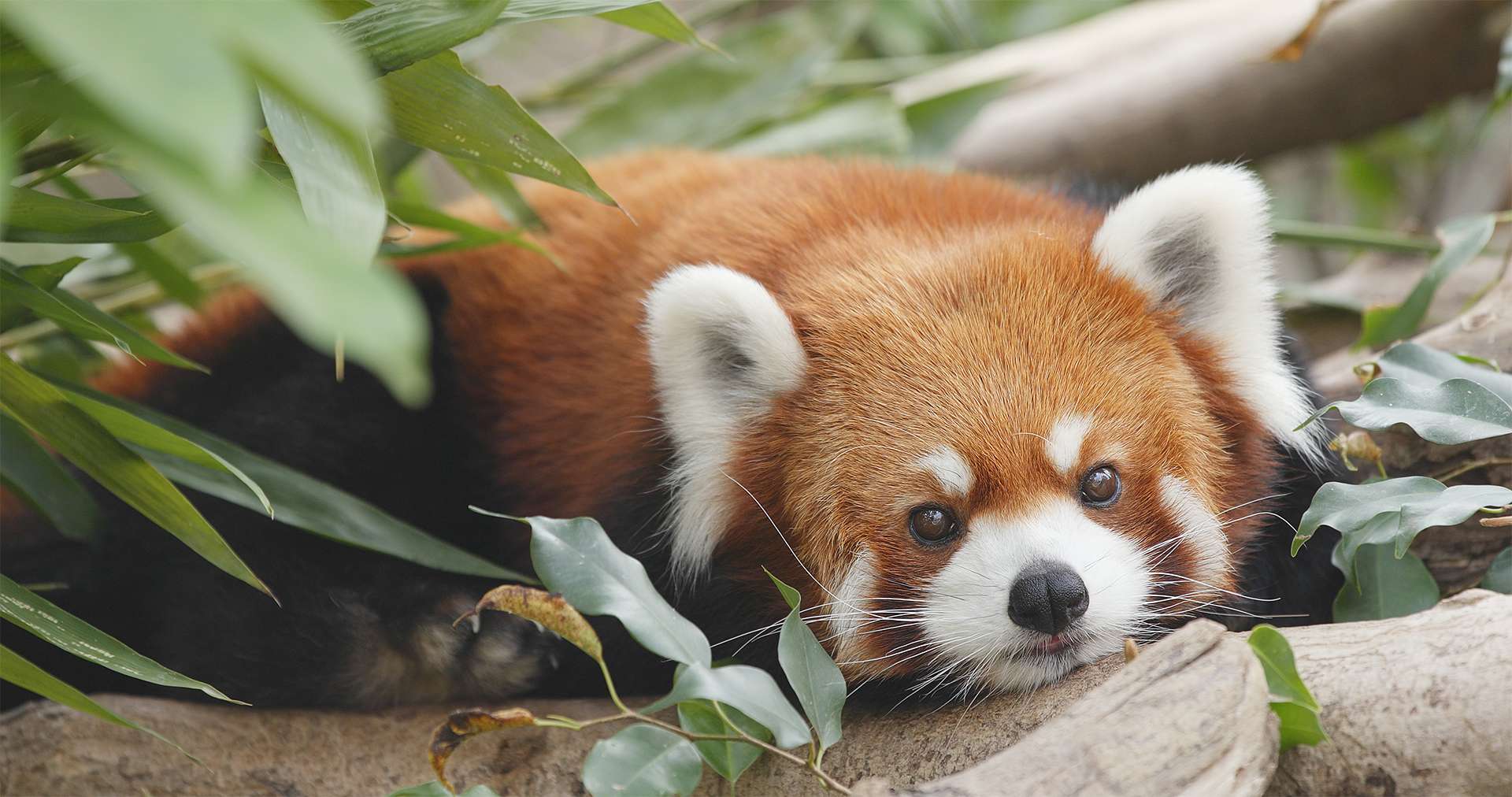 Cute red panda Resting