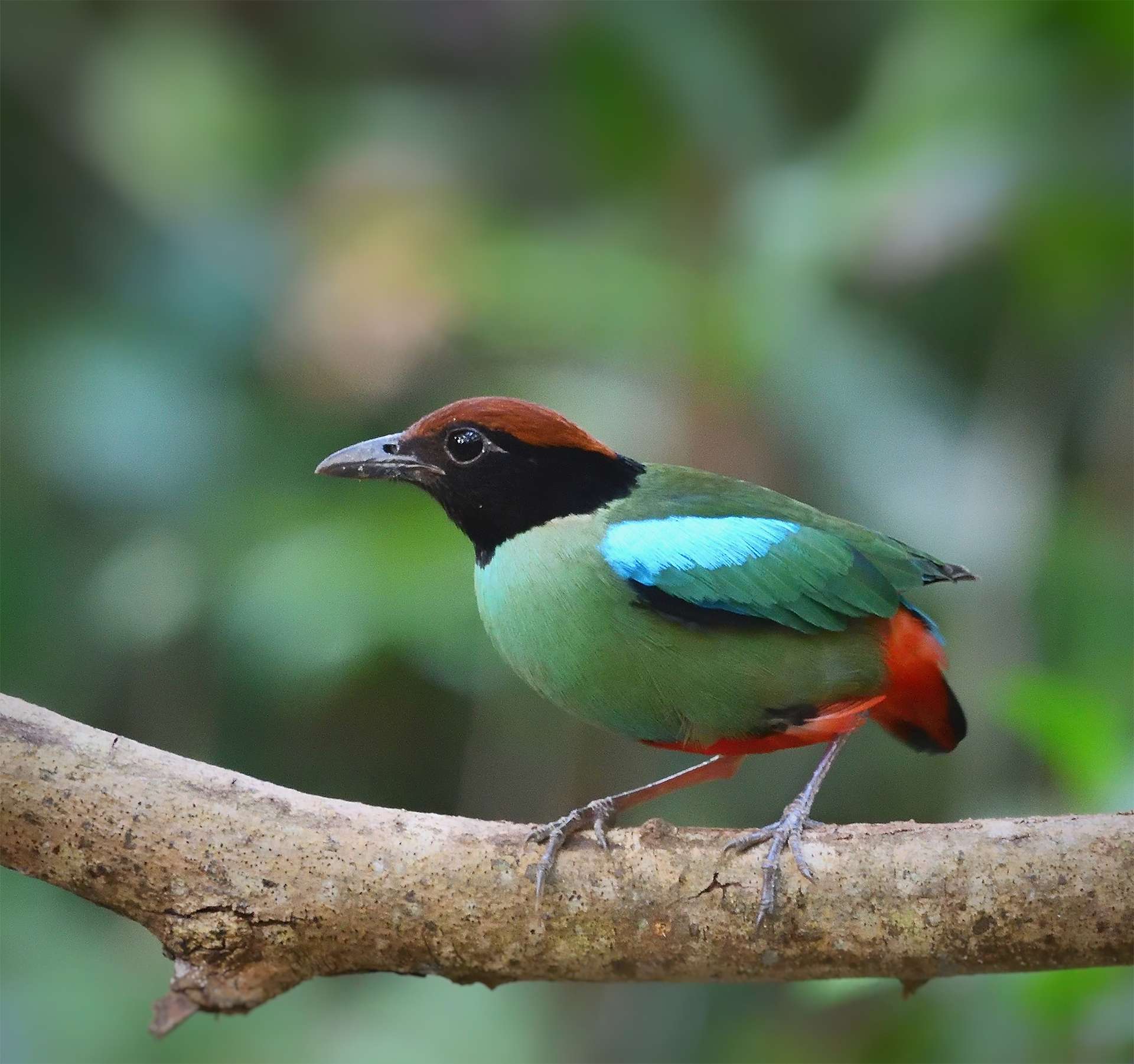 Western Hooded Pitta or Chestnut-crowned Pitta,