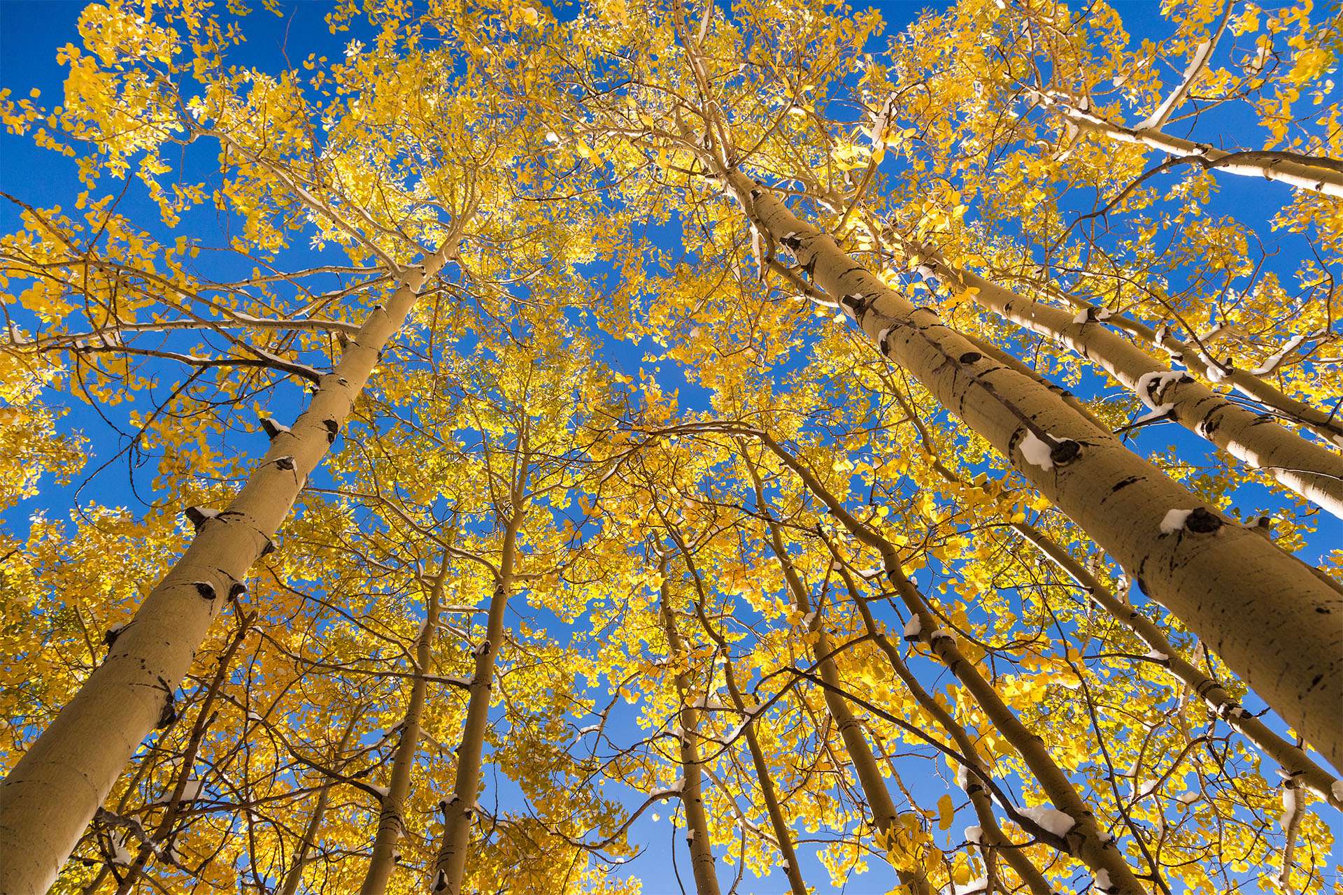 Álamos tembloses amarillos en otoño, Colorado