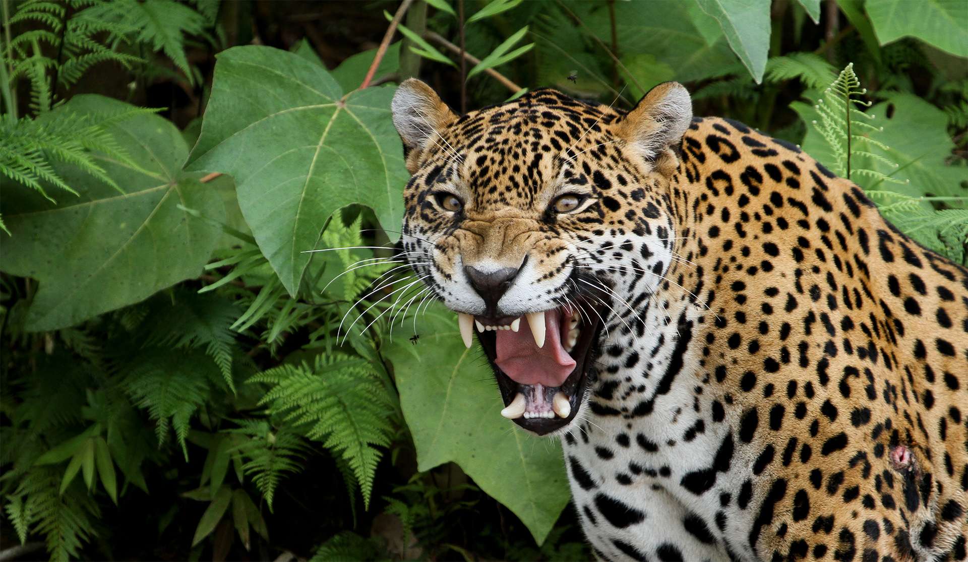 Jaguar roaring in the Amazon Forest