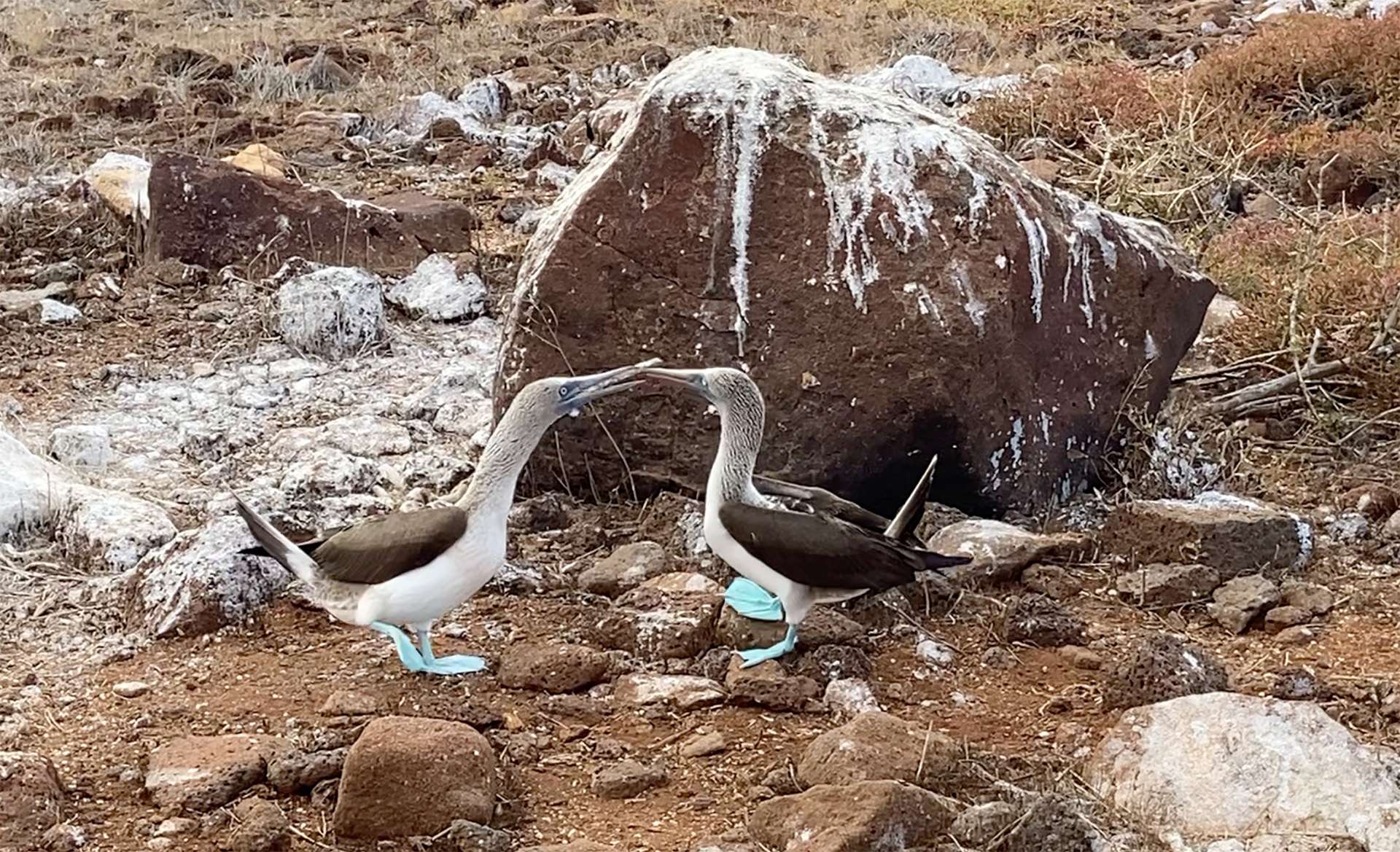 Pair of blue footed boobies engaging in a courtship dance in the Galápagos Islands 
