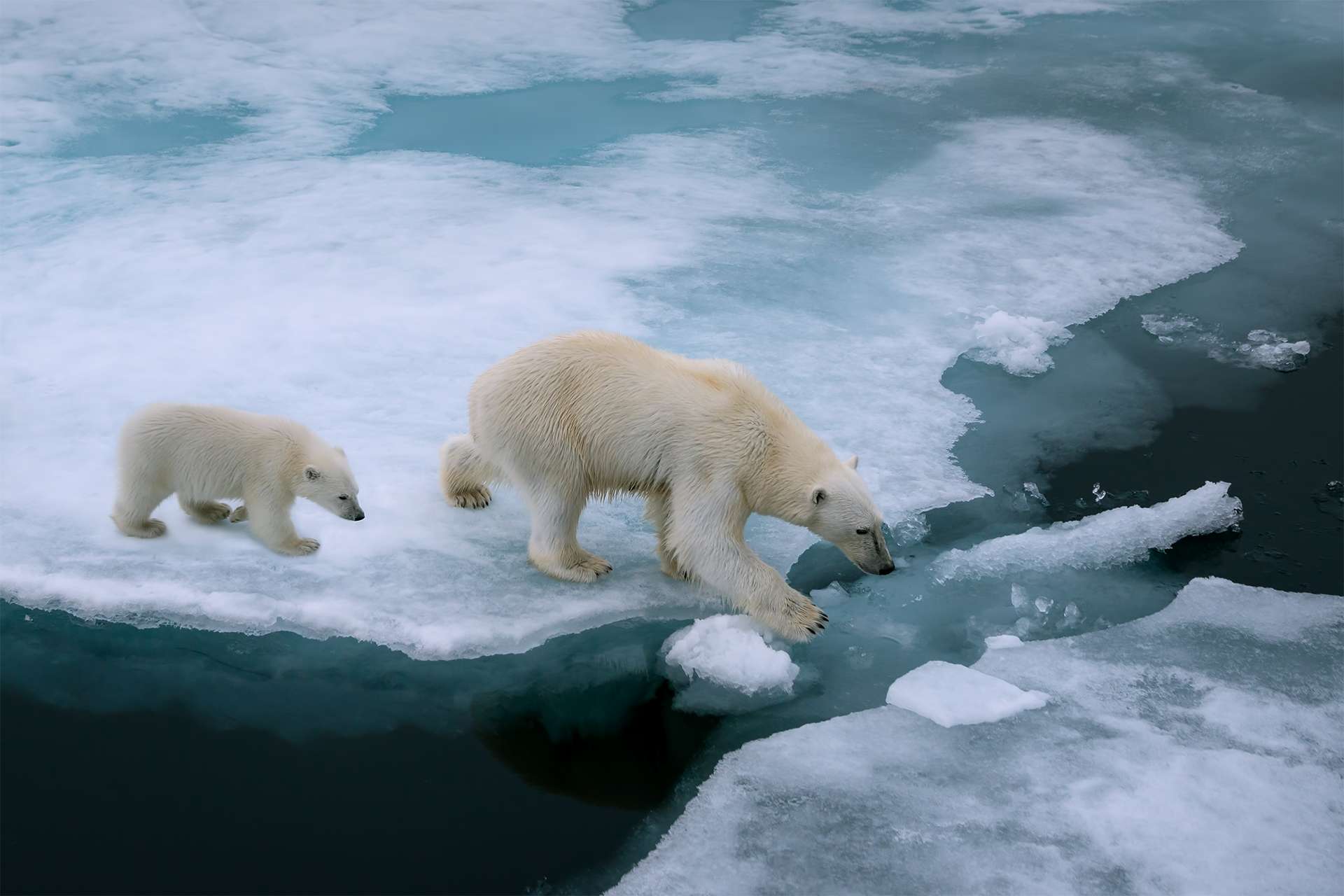alto ángulo de madre oso polar y cachorro caminando sobre témpano de hielo en el océano ártico al norte de svalbard noruega