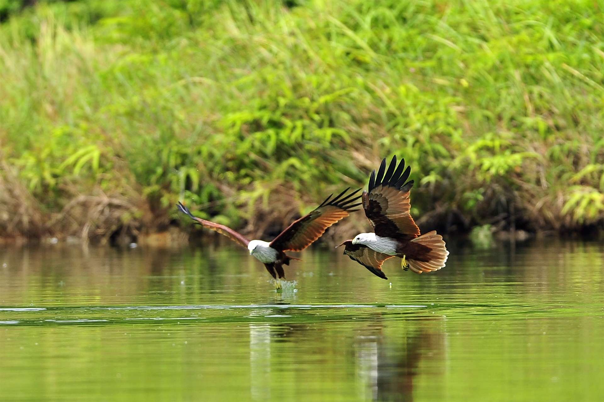 Two Brahminy Kites flying and fishing and playing over Borneo floodplains