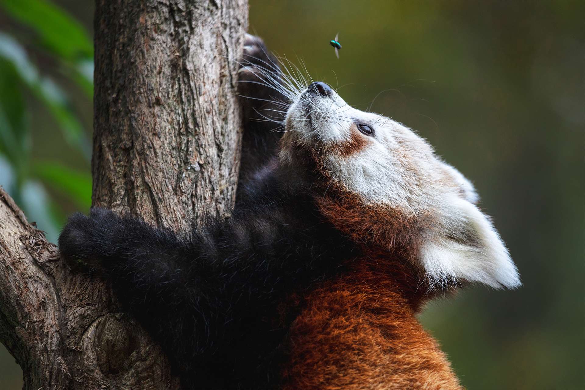 Cute fluffy red panda cub looking at the fly. Young lesser panda or firefox (Ailurus fulgens) climbing a tree.