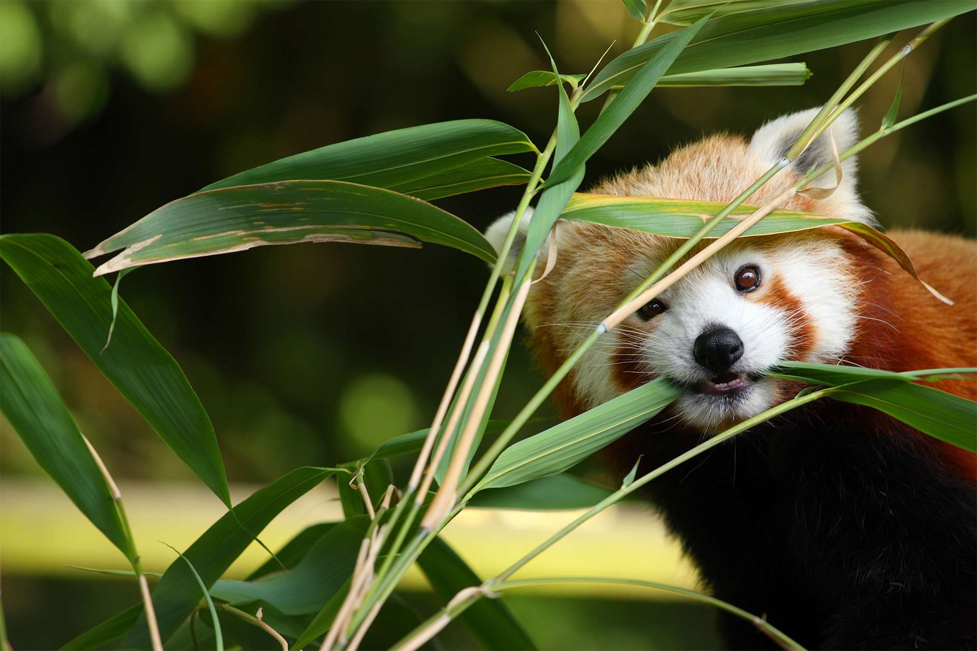 Adorable Red panda eating bamboo