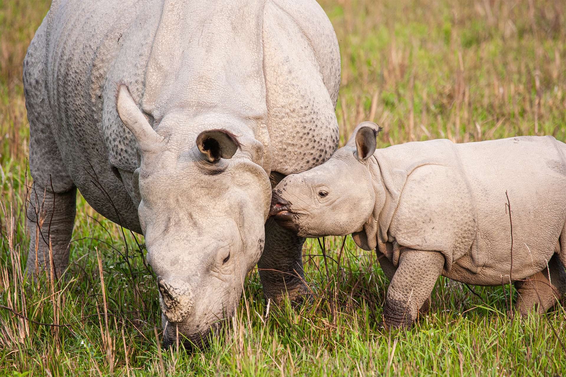Greater one-horned Rhinoceros mom and her calf graze on the grasslands of Kaziranga, India