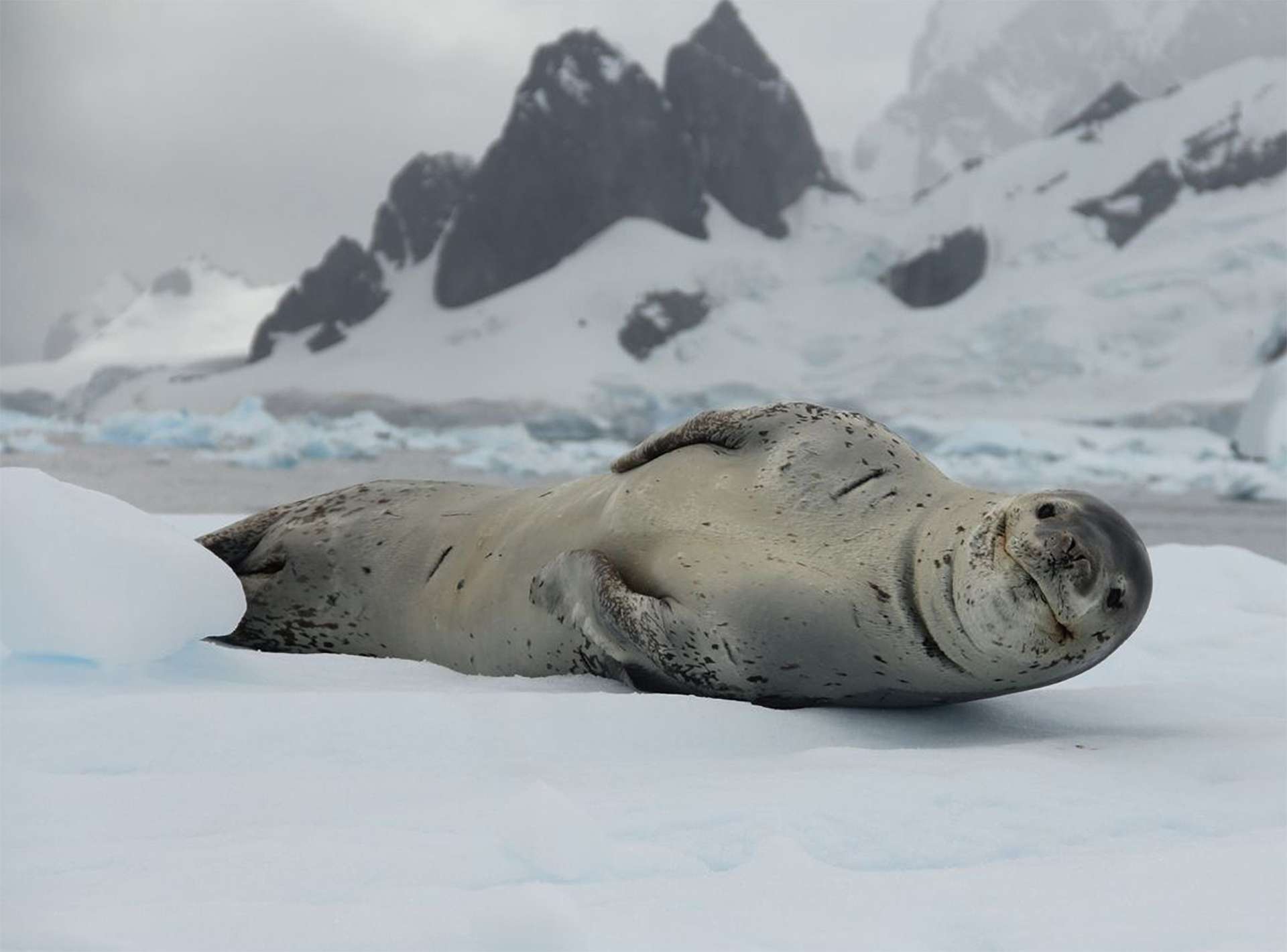 Leopard seal in Antarctica smiling and lounging on the ice