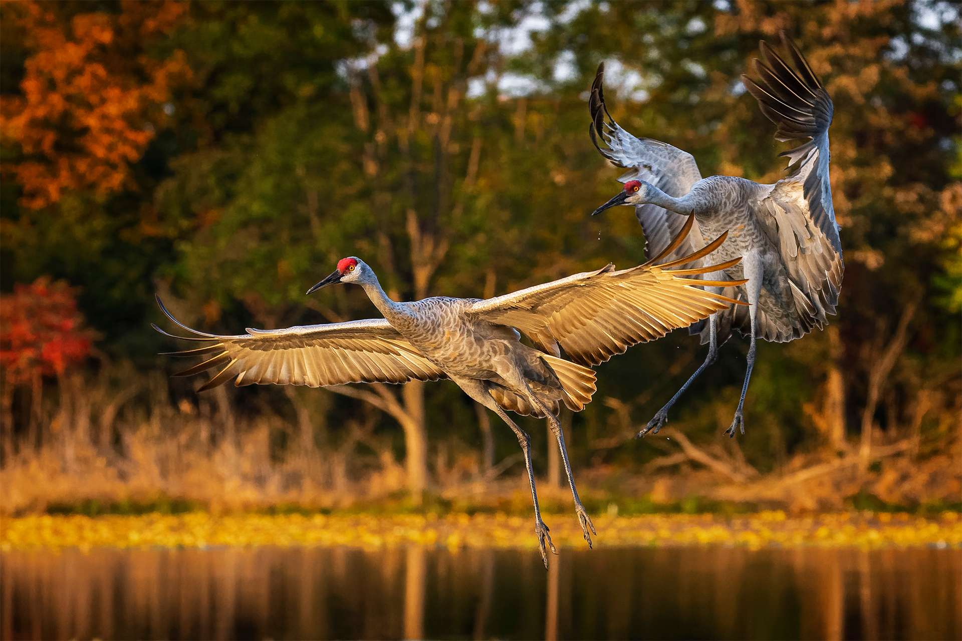 Landing sand-hill cranes with autumn background, pair of mating cranes, migration