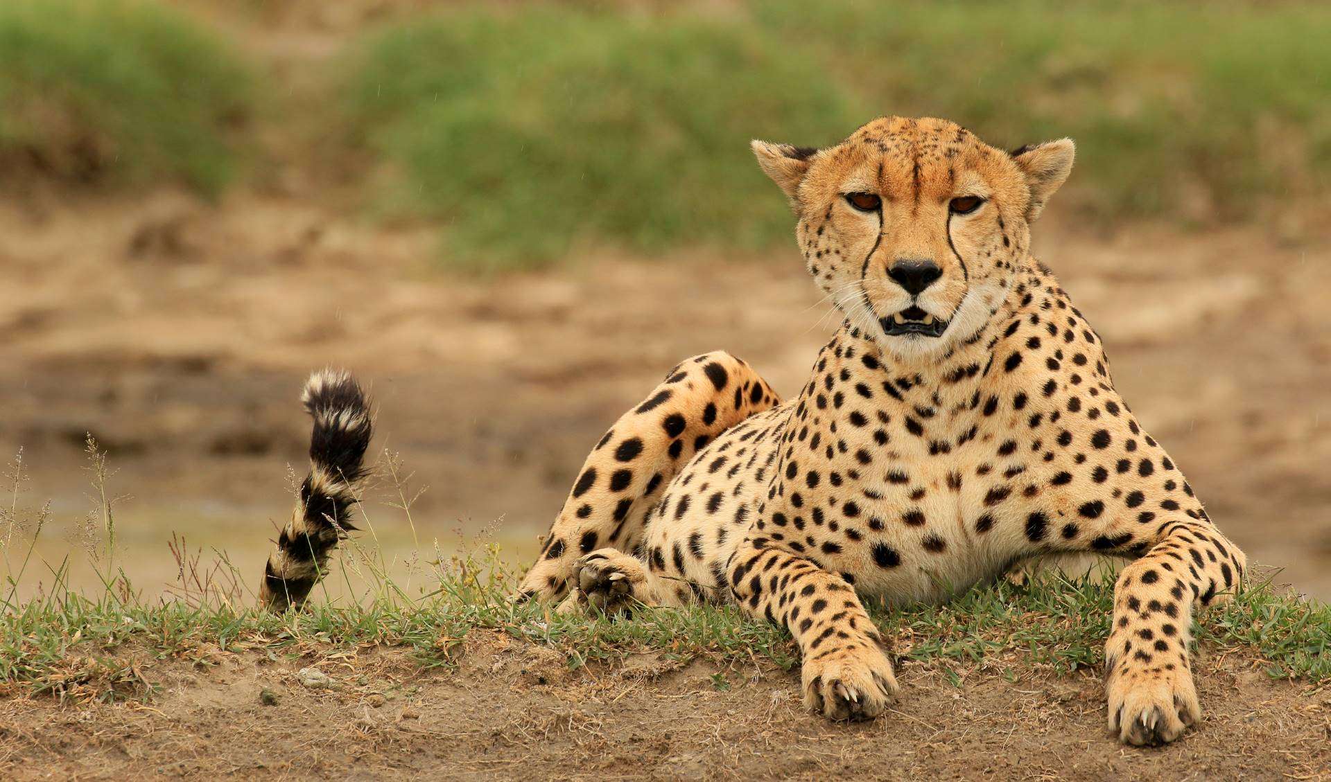 Cheetah in Tanzania by Eric Rock