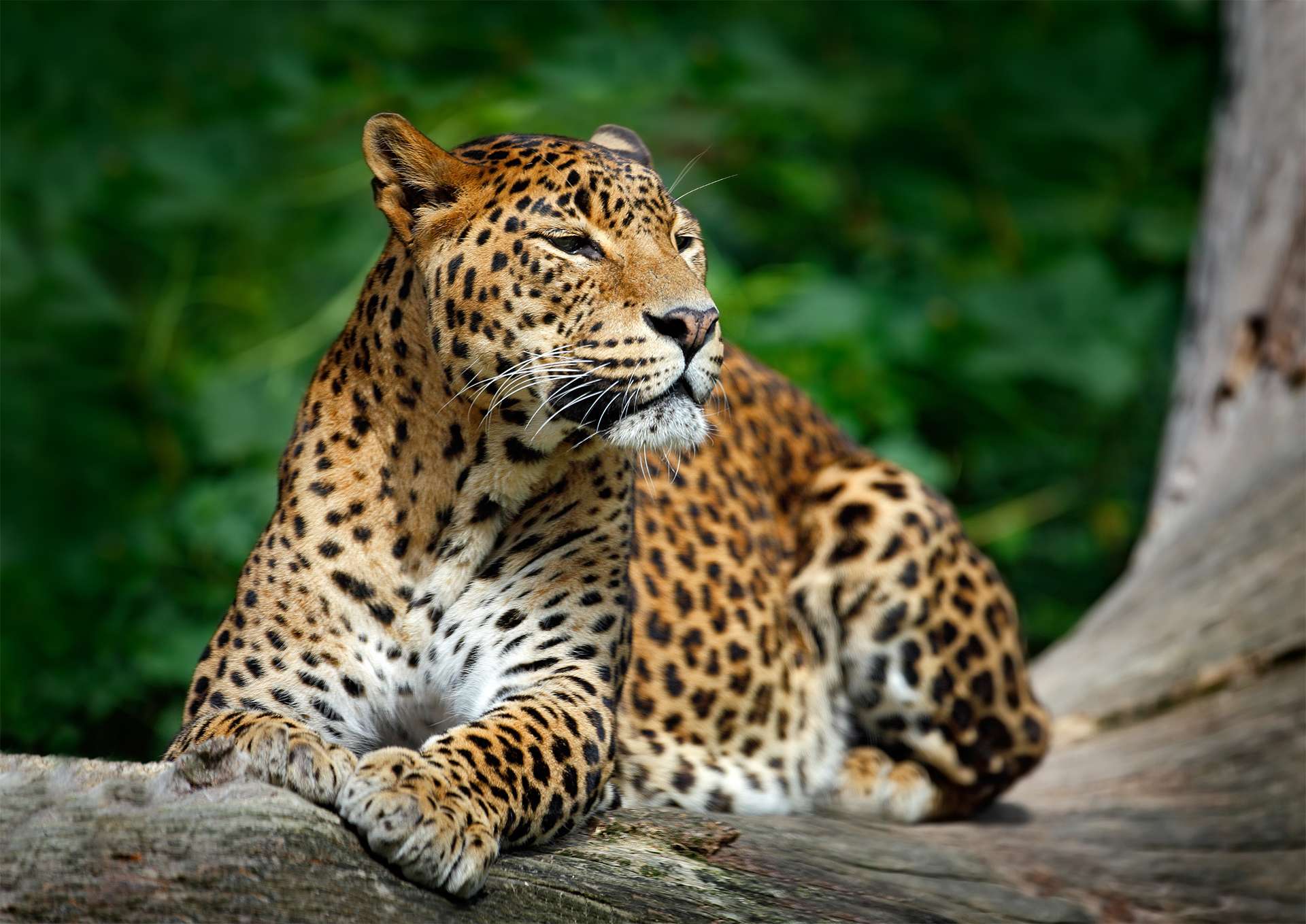 Sri Lankan leopard, Panthera pardus kotiya, big spotted cat lying on the tree in the nature habitat, Yala national park, Sri Lanka.