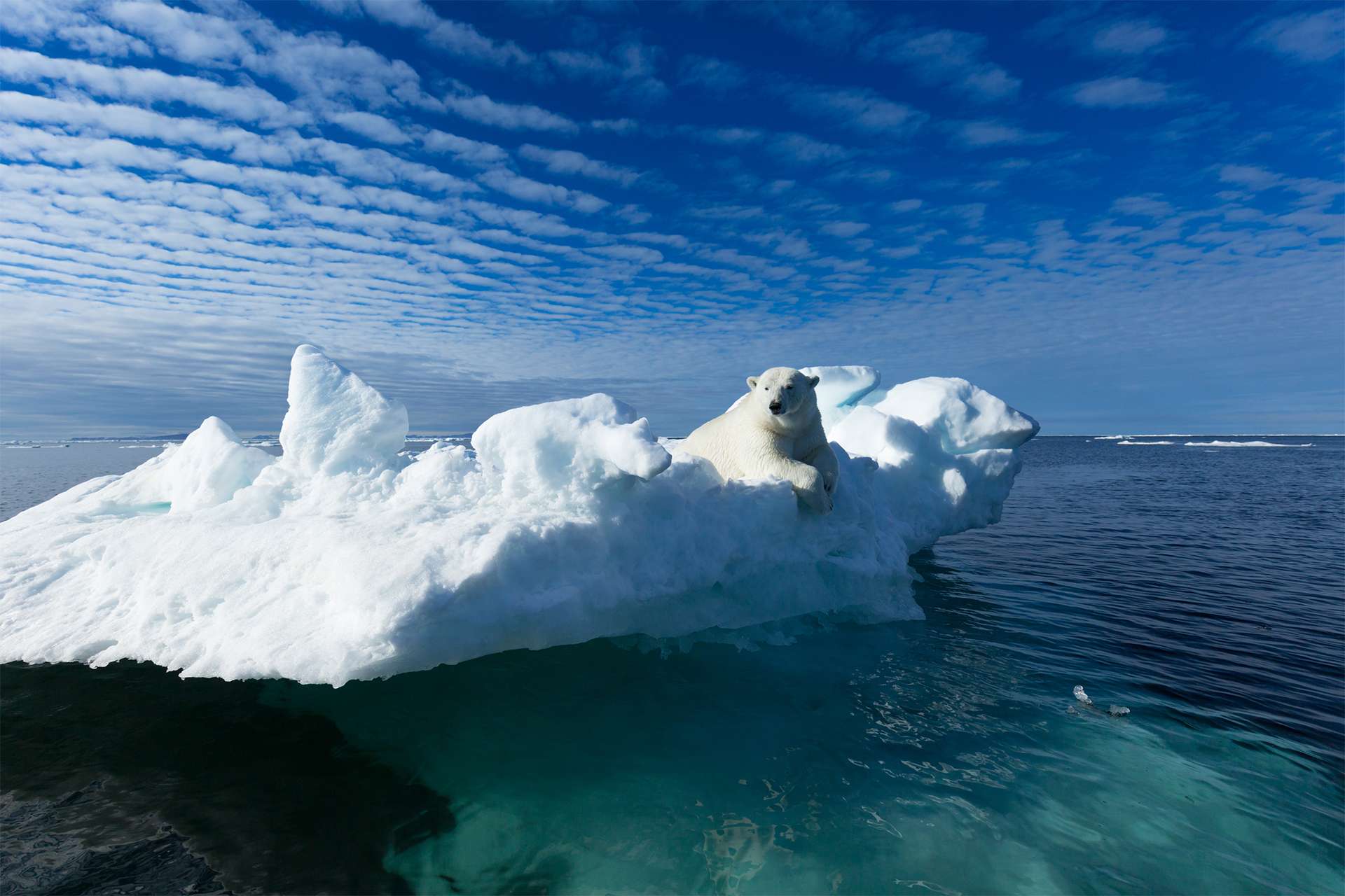 Un oso polar sentado al borde de un témpano de hielo en el archipiélago de Svalbard.
